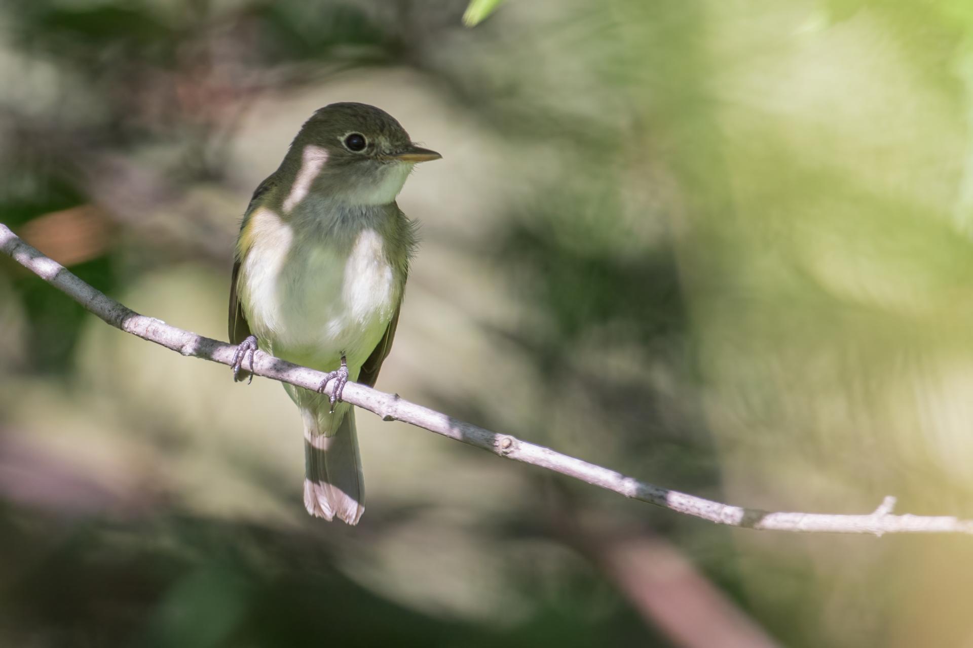 moucherolle-des-aulnes-alder-flycatcher