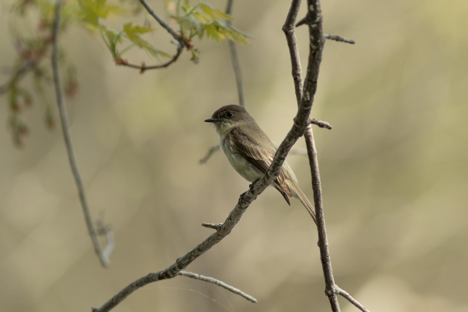 moucherolle-phebi-Eastern-phoebe