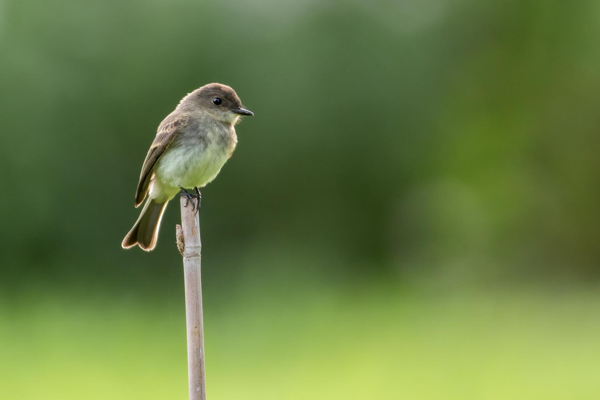 moucherolle-phebi-Eastern-phoebe