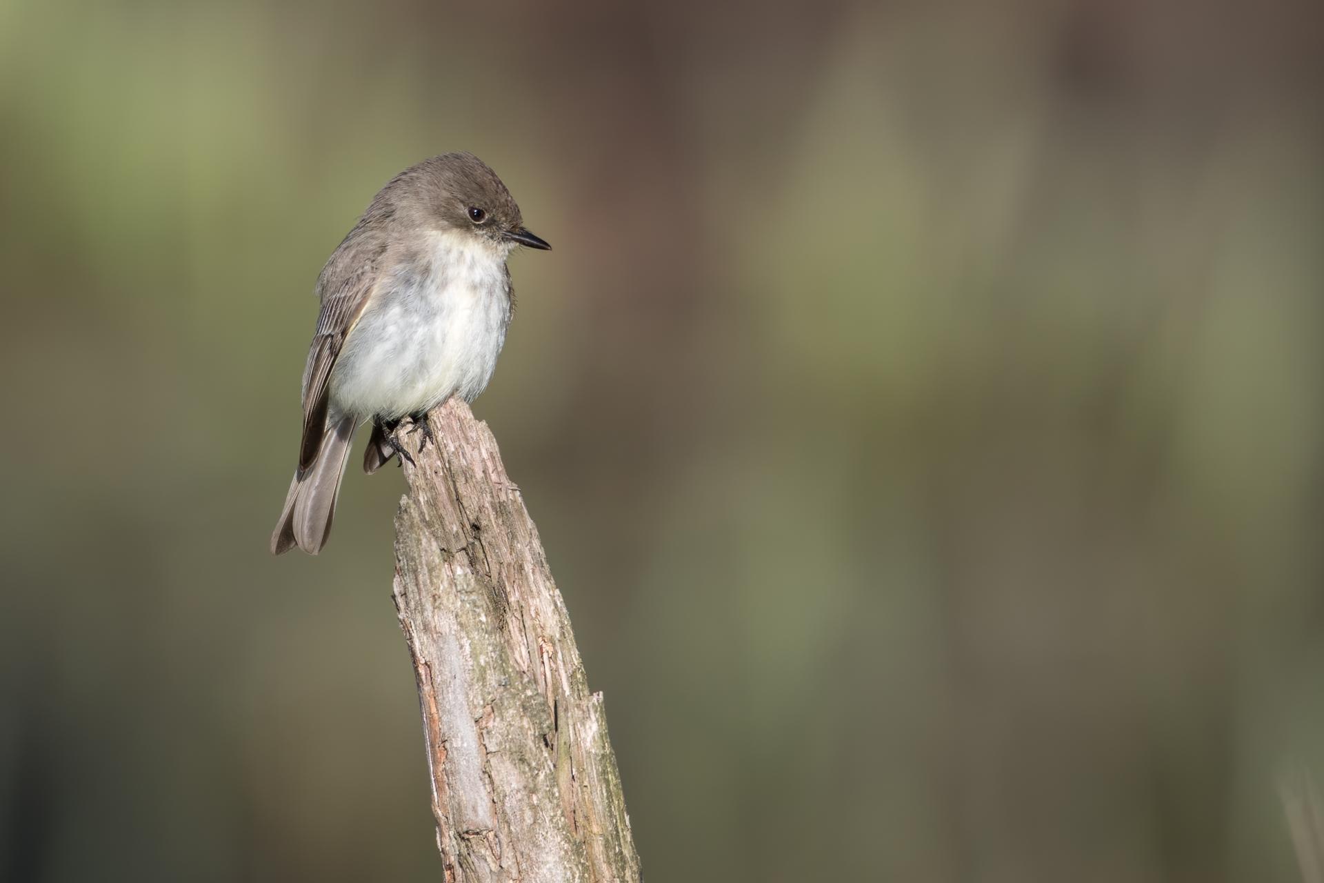 moucherolle-phebi-Eastern-phoebe