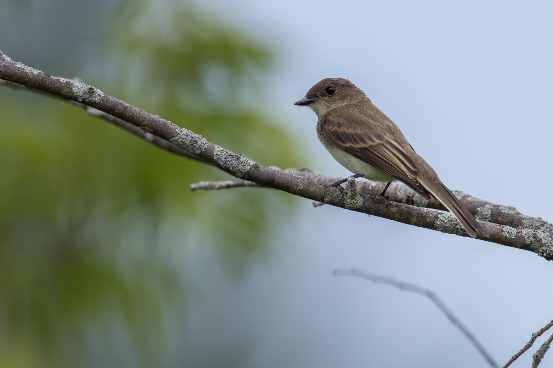 moucherolle-phebi-Eastern-phoebe