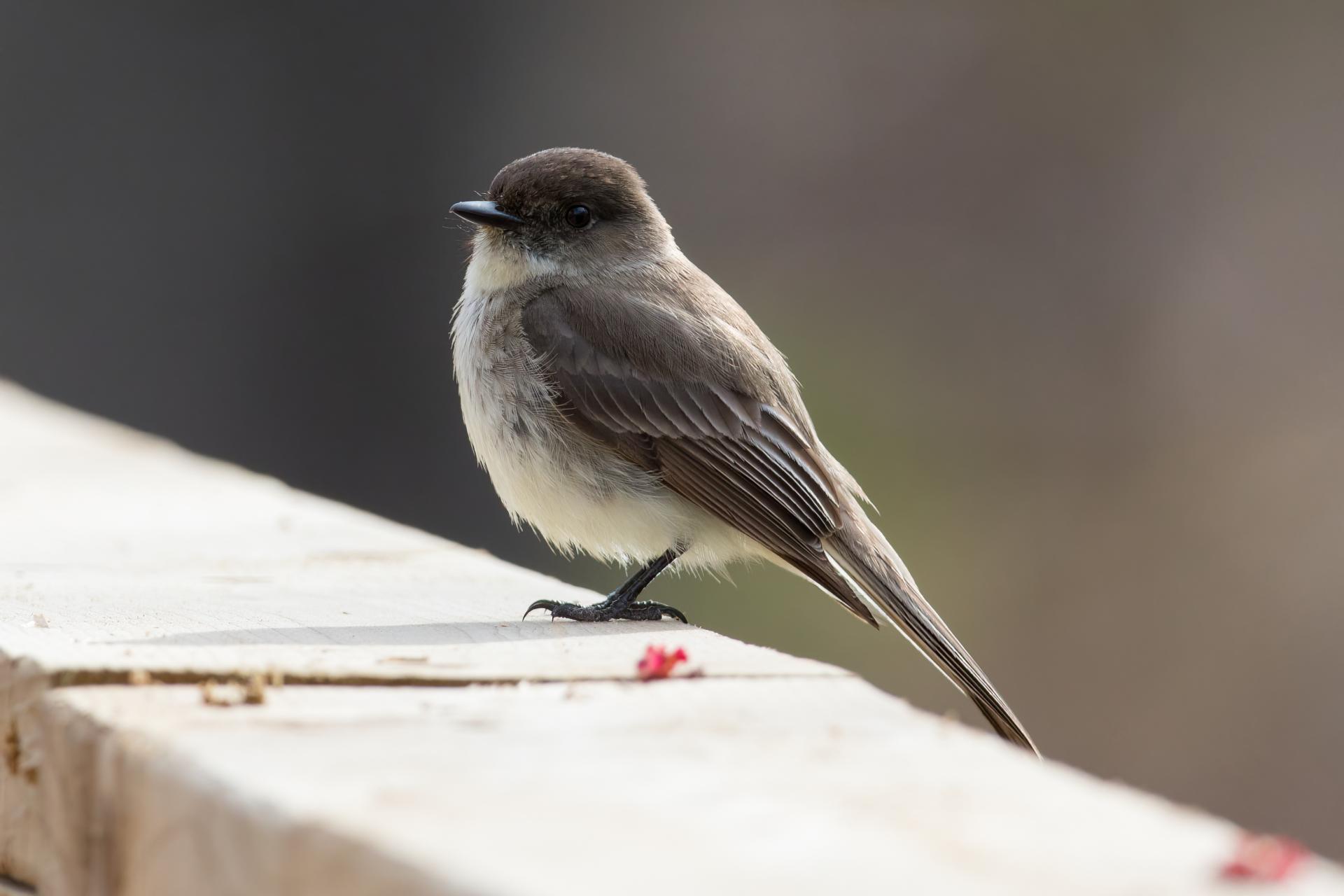 moucherolle-phebi-Eastern-phoebe