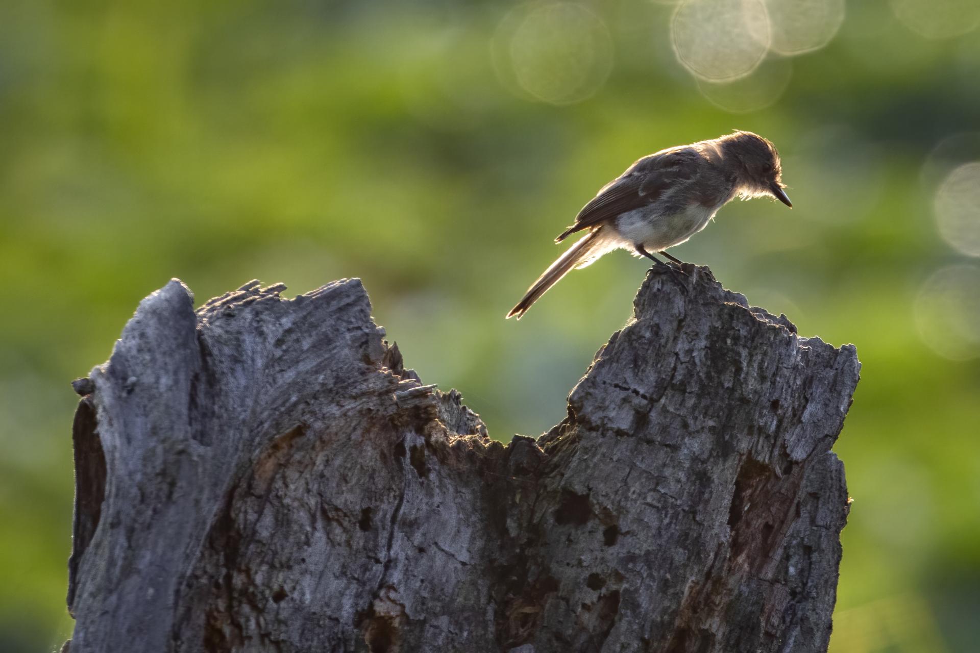 moucherolle-phebi-Eastern-phoebe