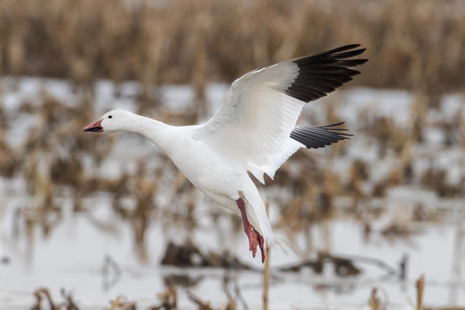 oie-des-neiges-oie-blanche-snow-goose