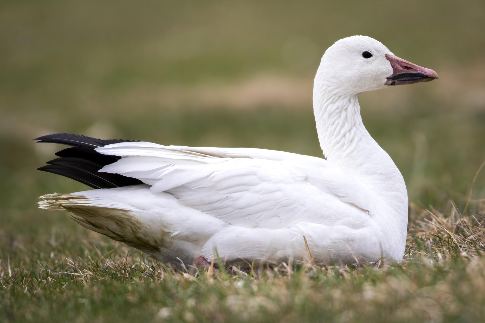 oie-des-neiges-oie-blanche-snow-goose
