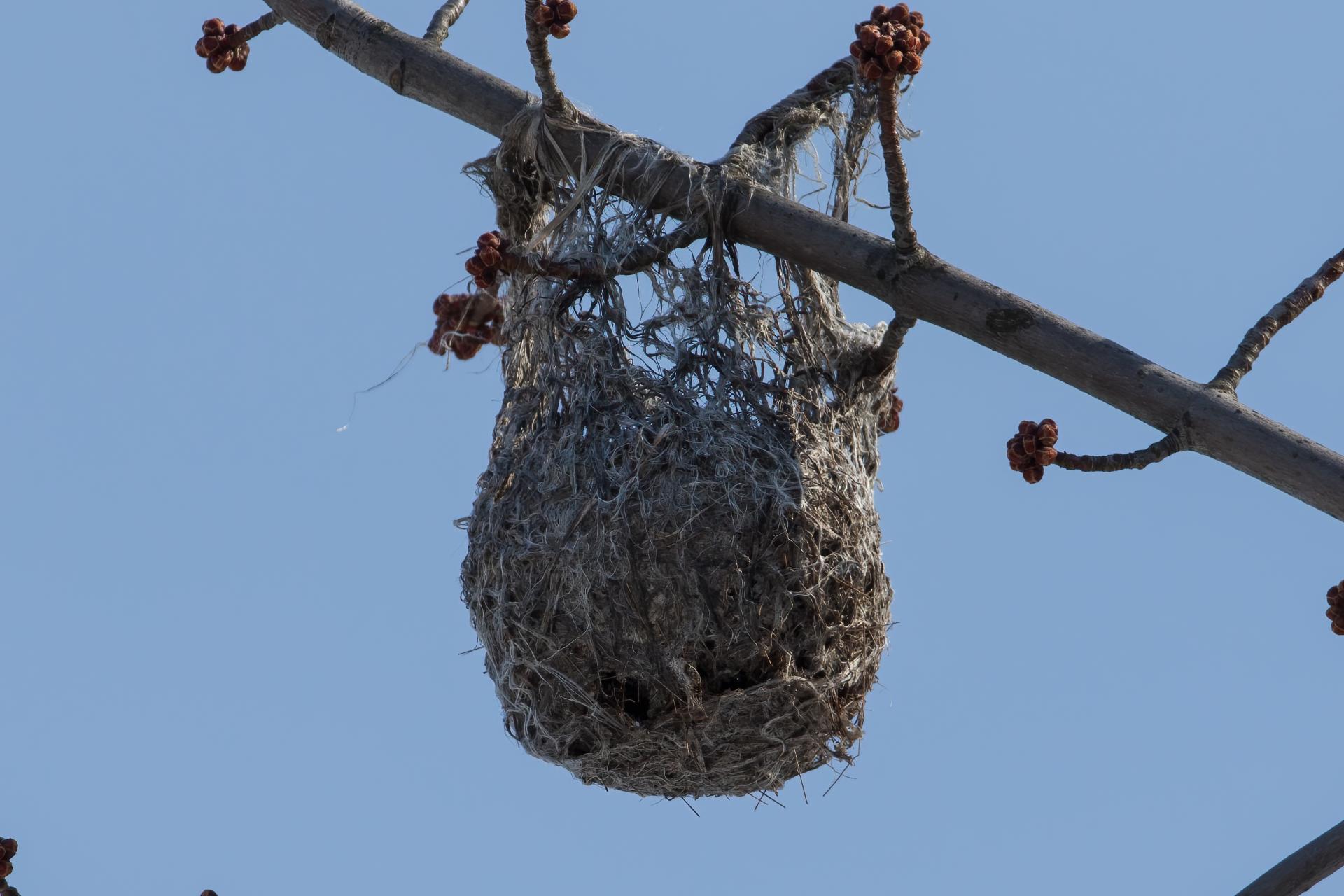 oriole-de-baltimore-Baltimore-oriole