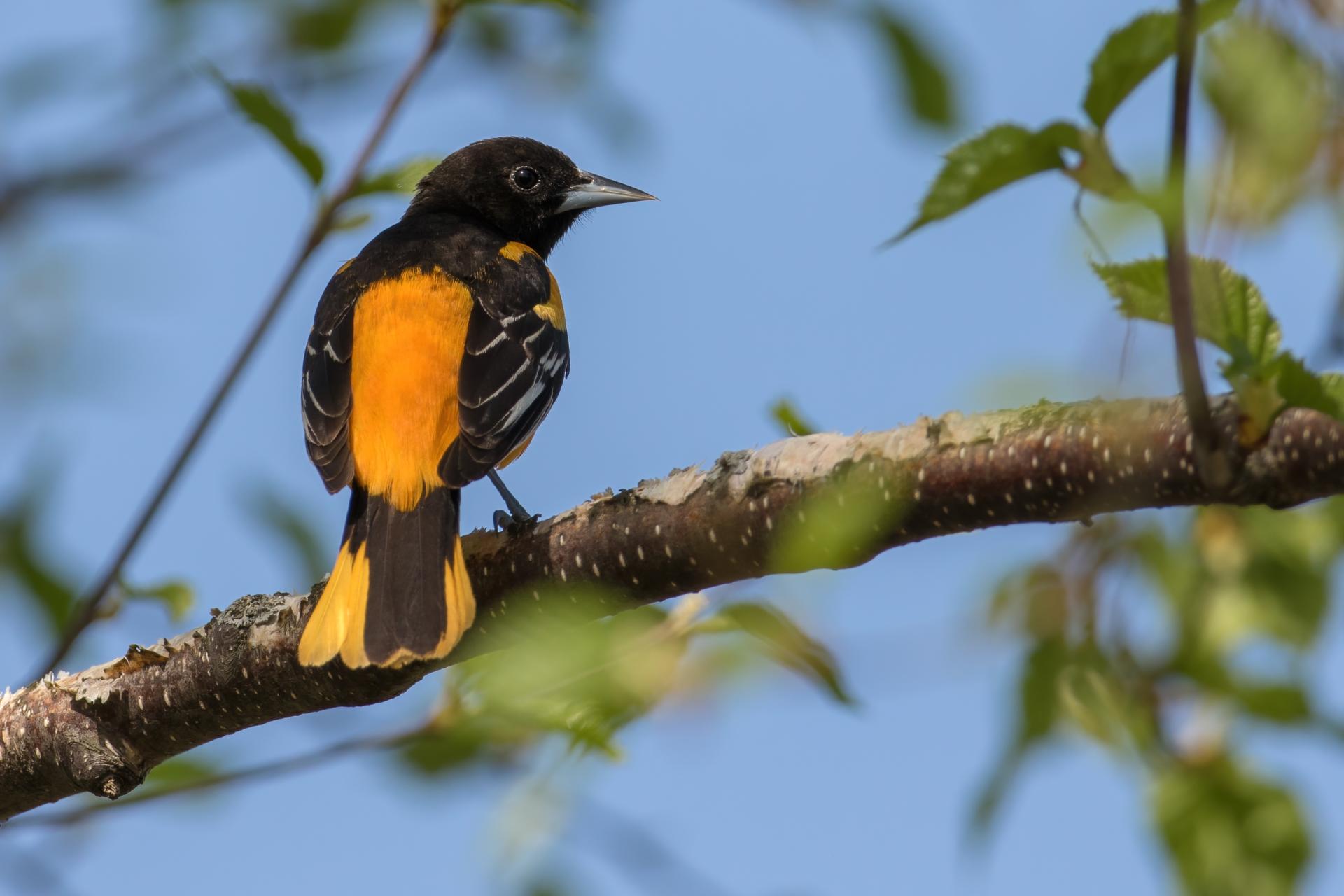 oriole-de-baltimore-Baltimore-oriole