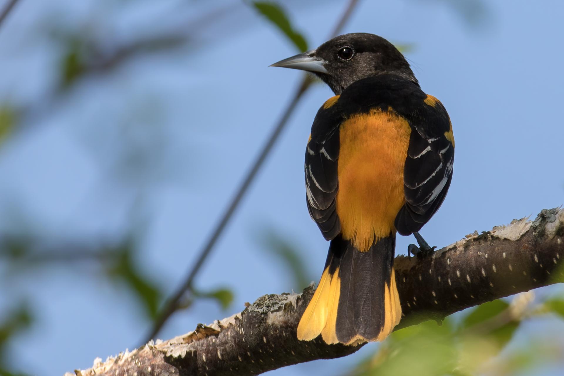 oriole-de-baltimore-Baltimore-oriole