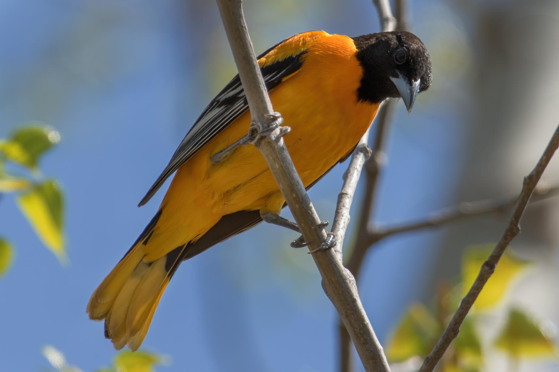 oriole-de-baltimore-Baltimore-oriole