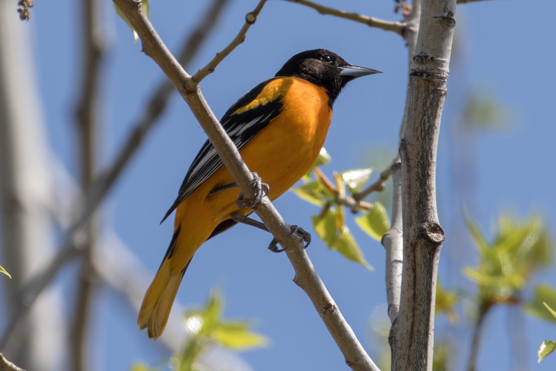 oriole-de-baltimore-Baltimore-oriole