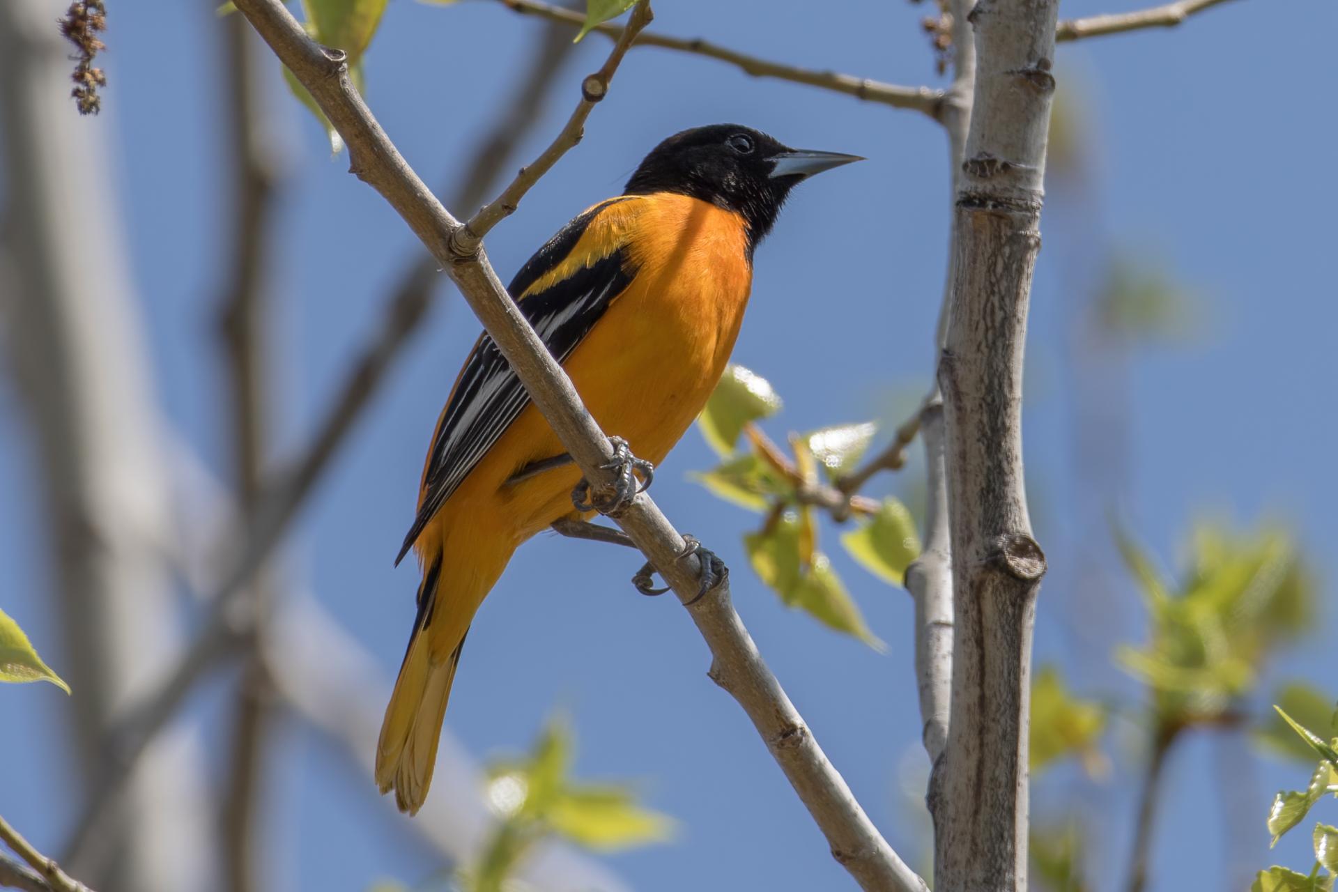 oriole-de-baltimore-Baltimore-oriole