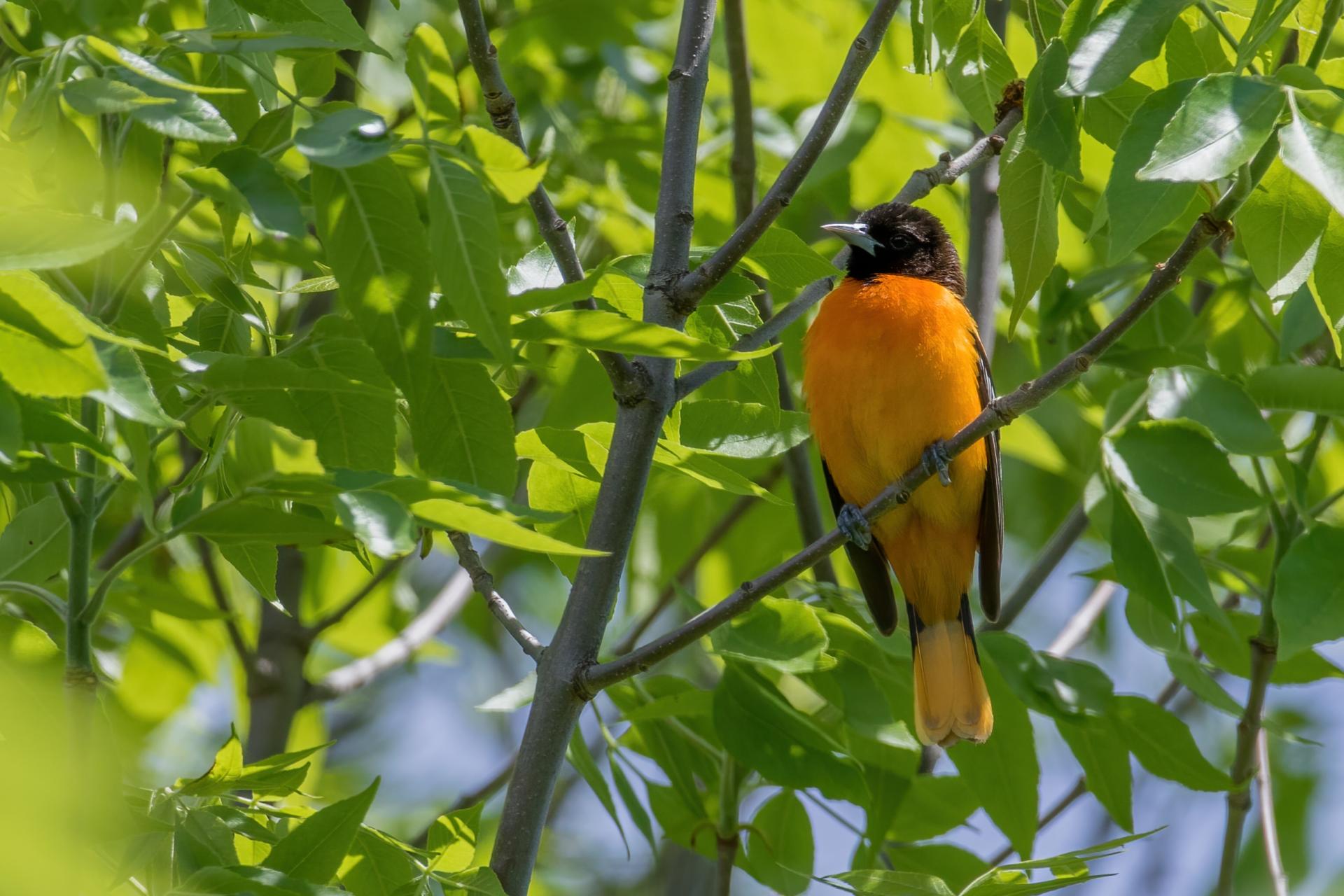 oriole-de-baltimore-Baltimore-oriole