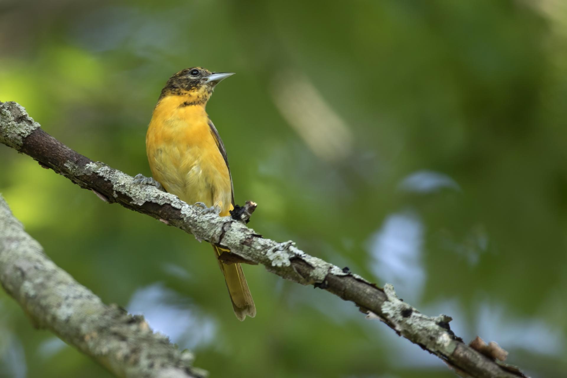 oriole-de-baltimore-Baltimore-oriole