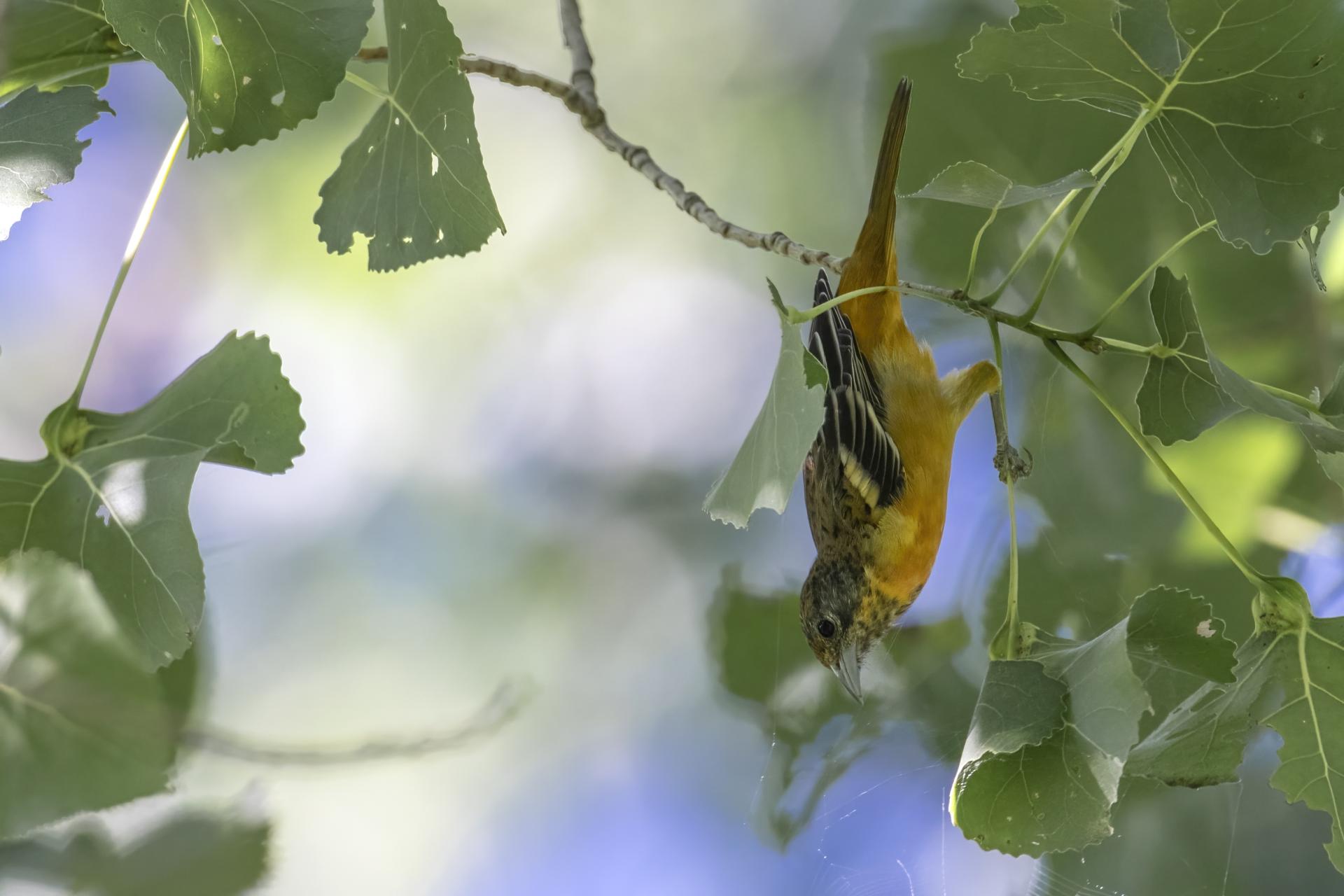 oriole-de-baltimore-Baltimore-oriole