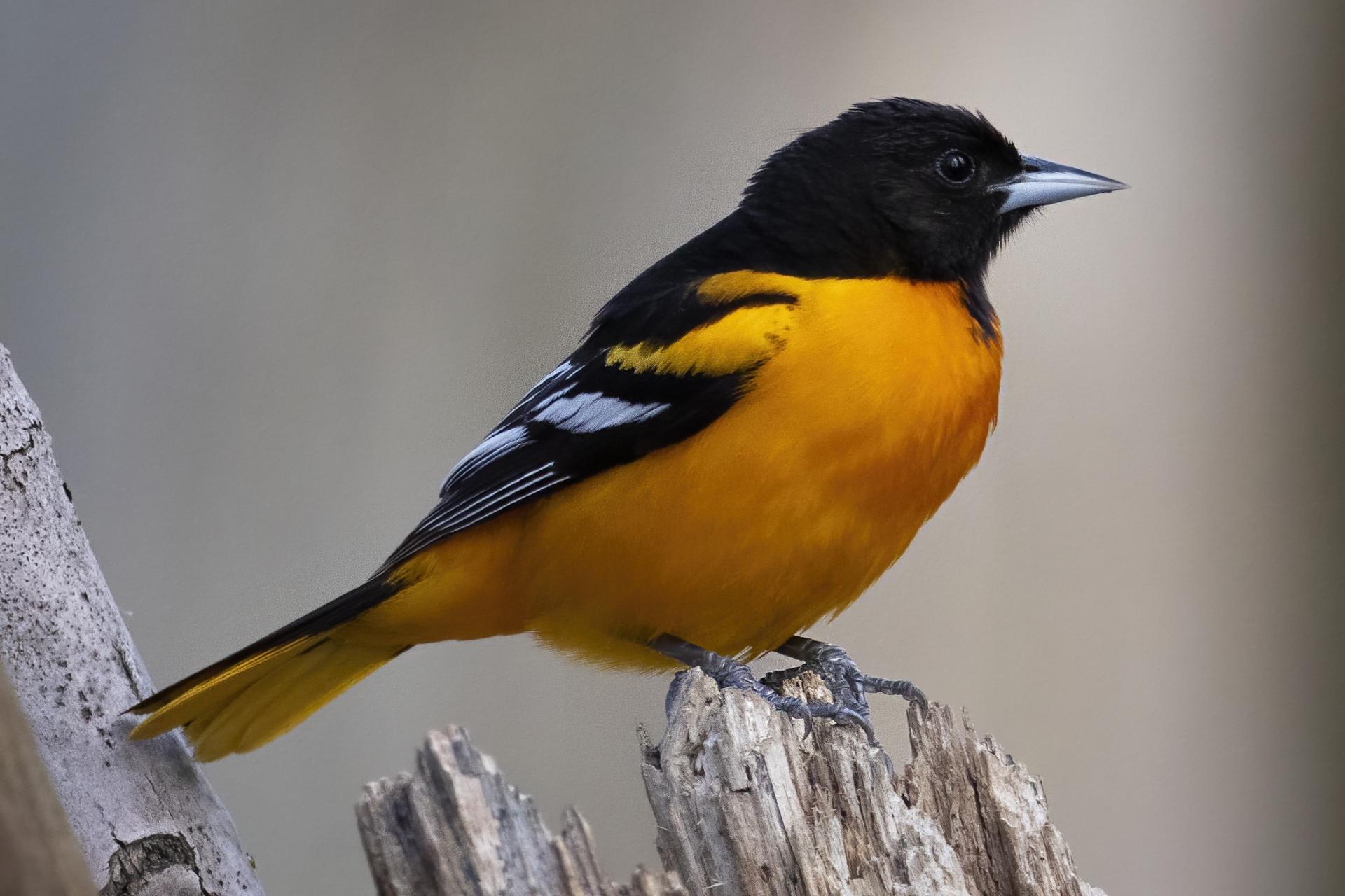 oriole-de-baltimore-Baltimore-oriole