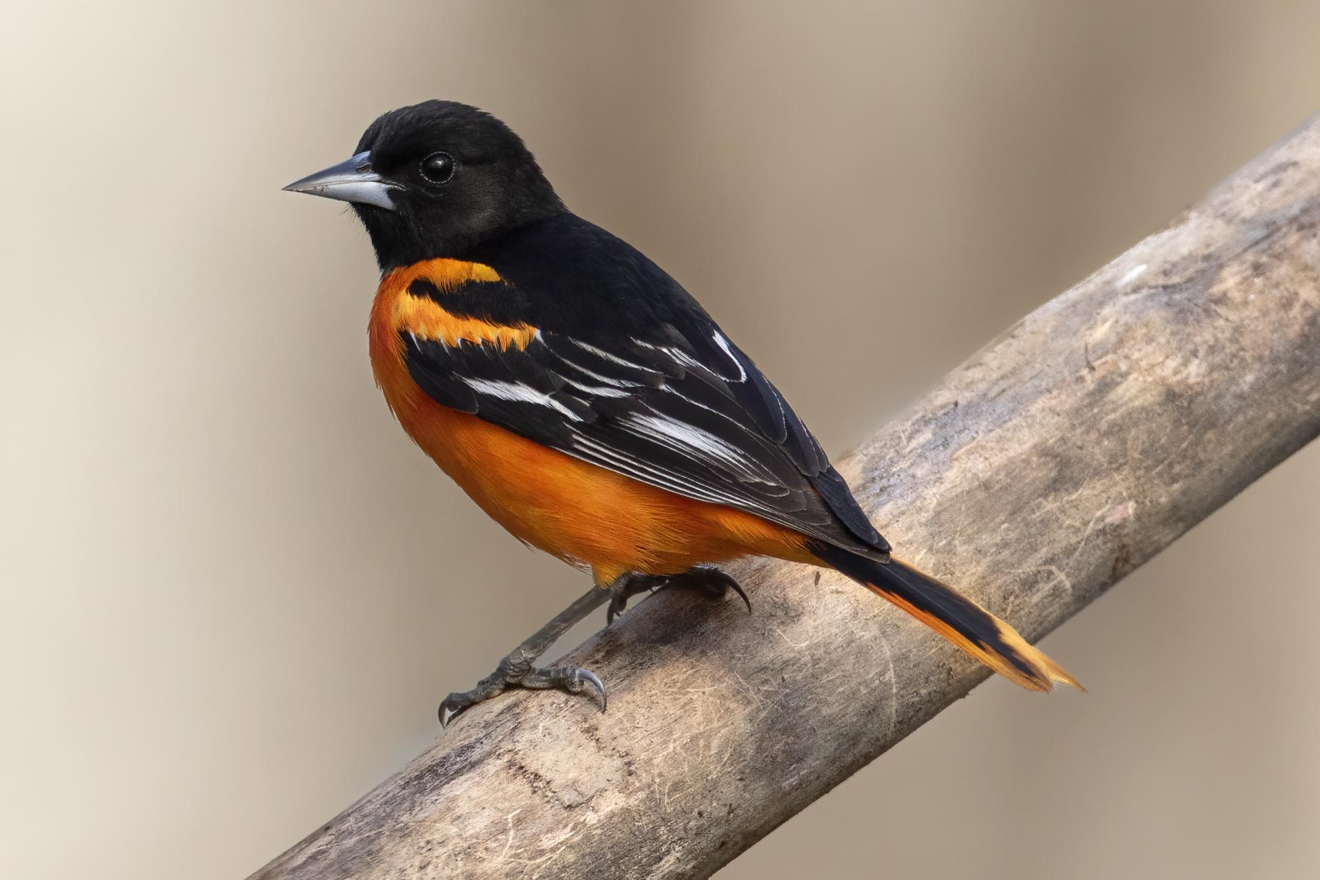 oriole-de-baltimore-Baltimore-oriole
