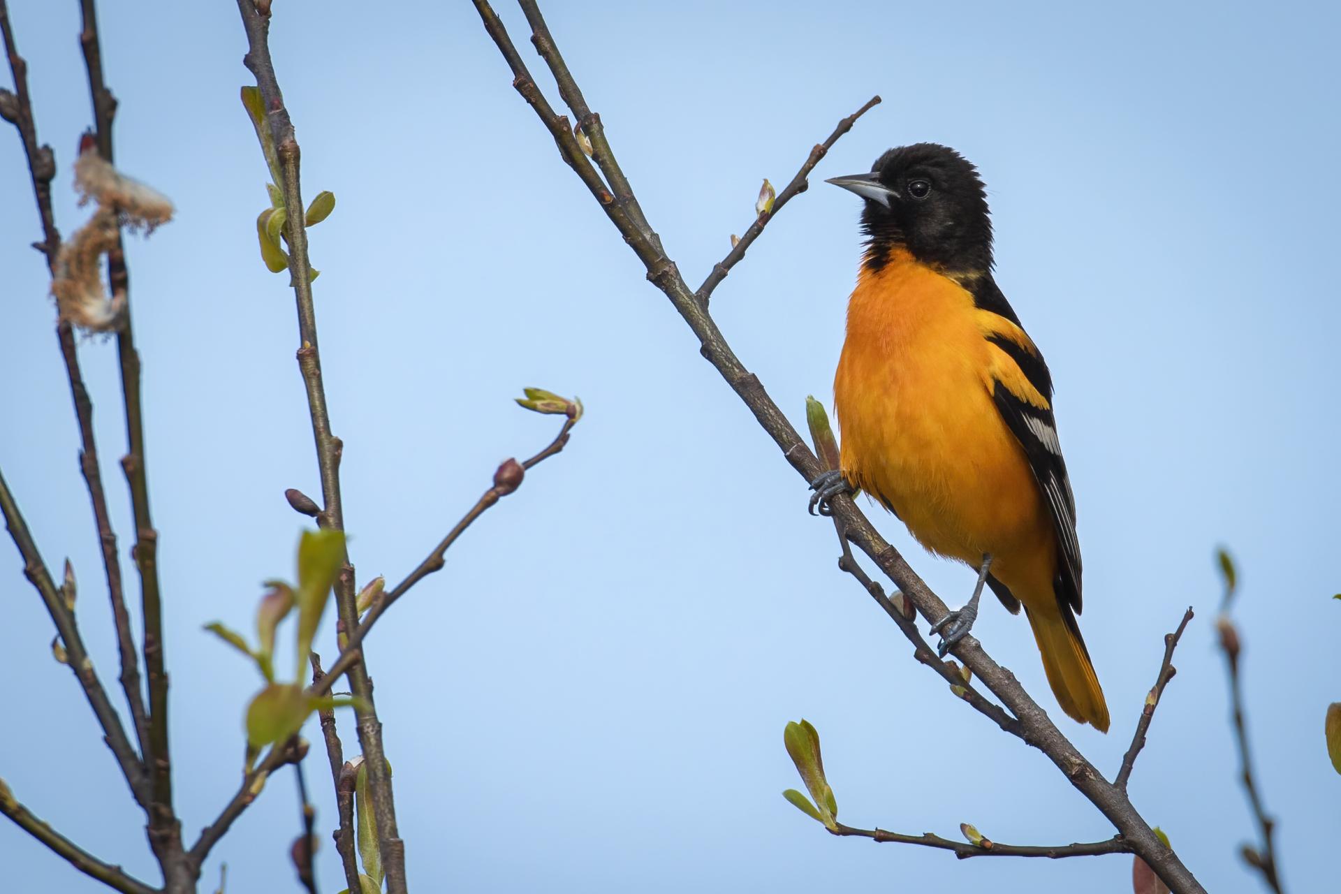 oriole-de-baltimore-Baltimore-oriole