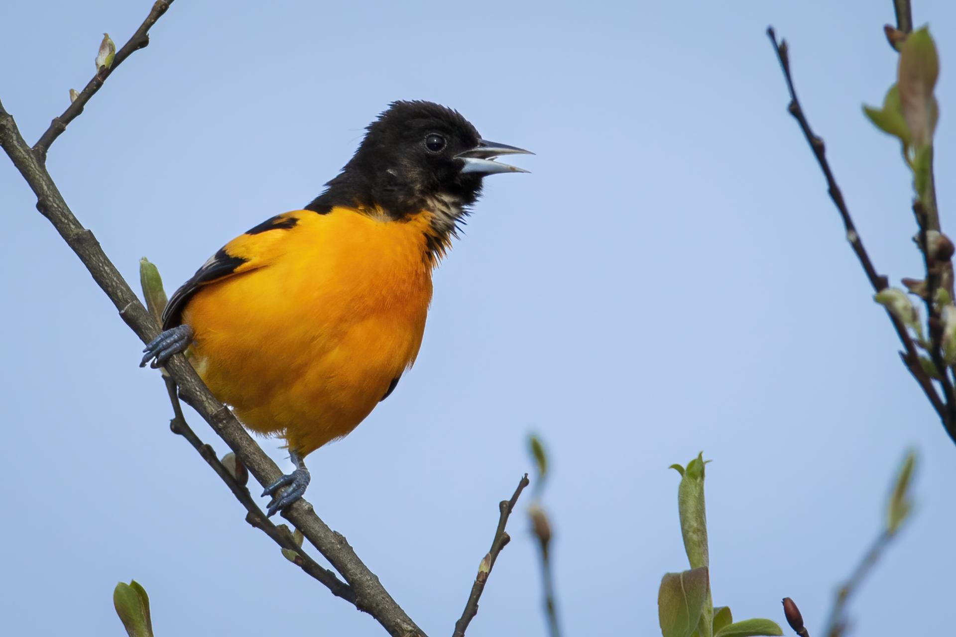 oriole-de-baltimore-Baltimore-oriole