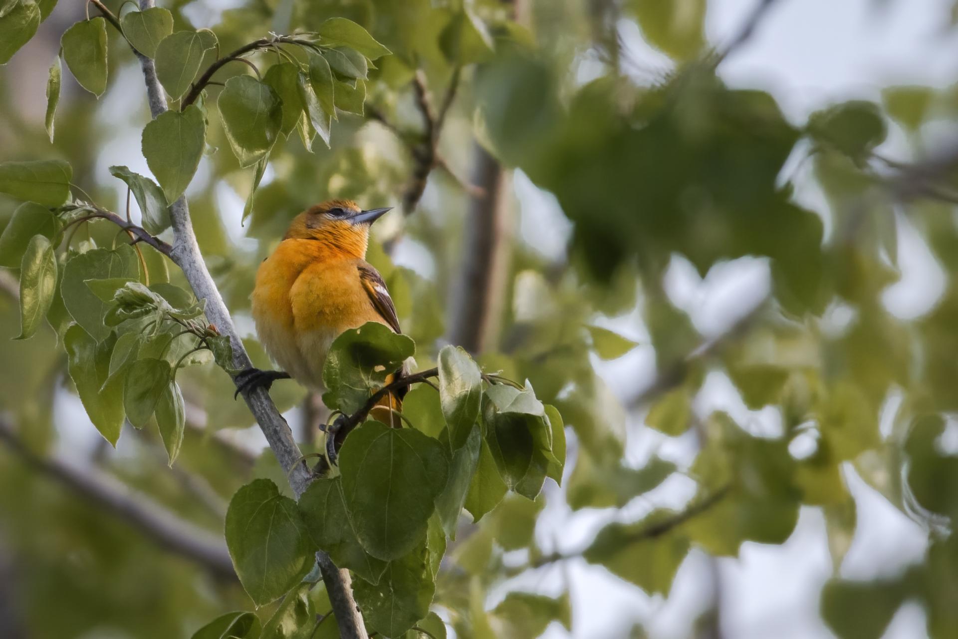 oriole-de-baltimore-Baltimore-oriole