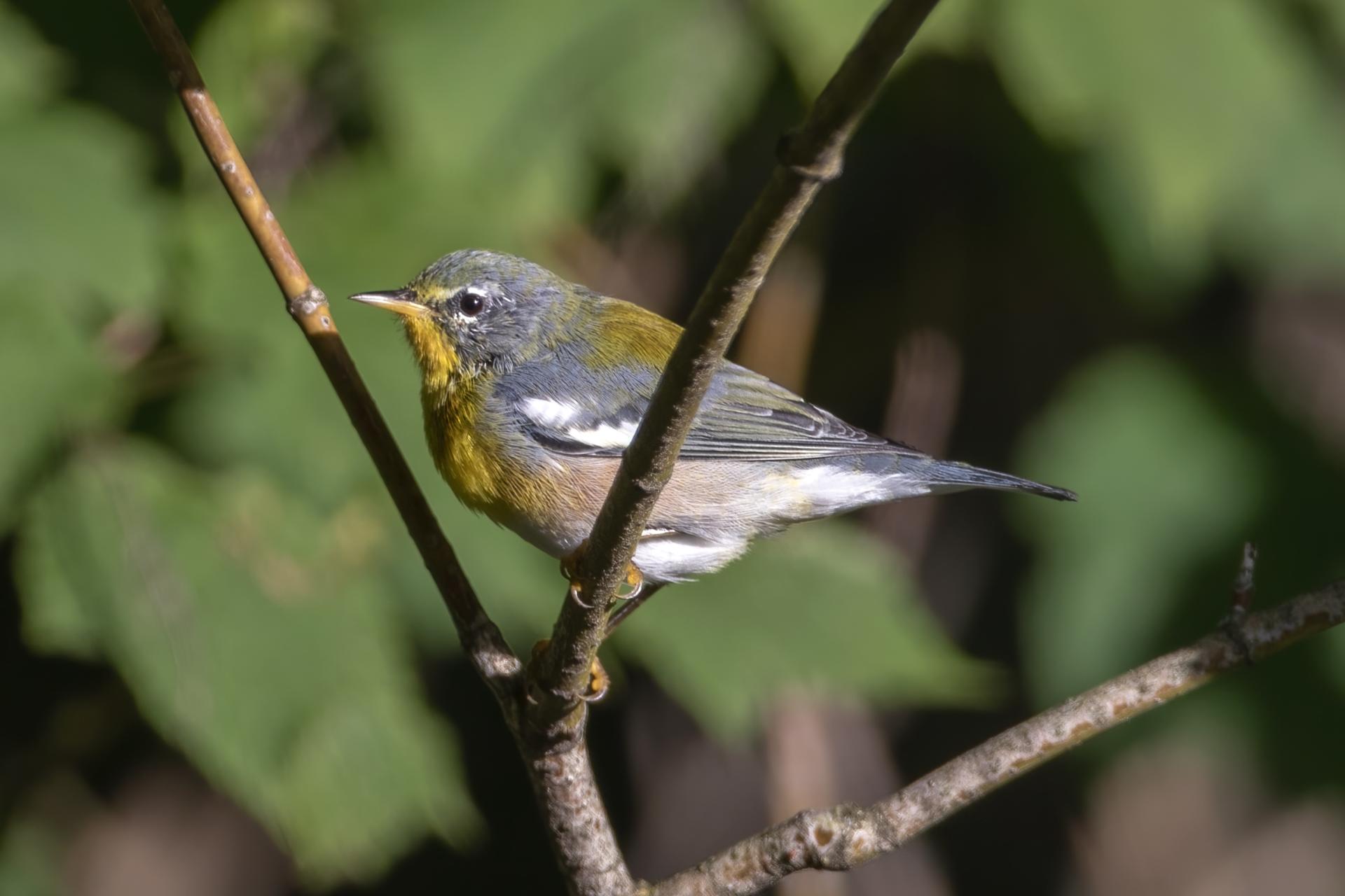 paruline-a-collier-Northern-parula