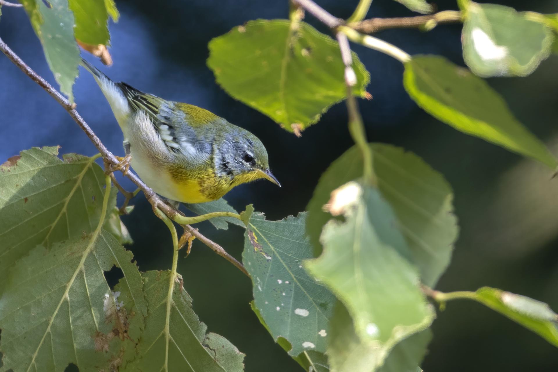 paruline-a-collier-Northern-parula