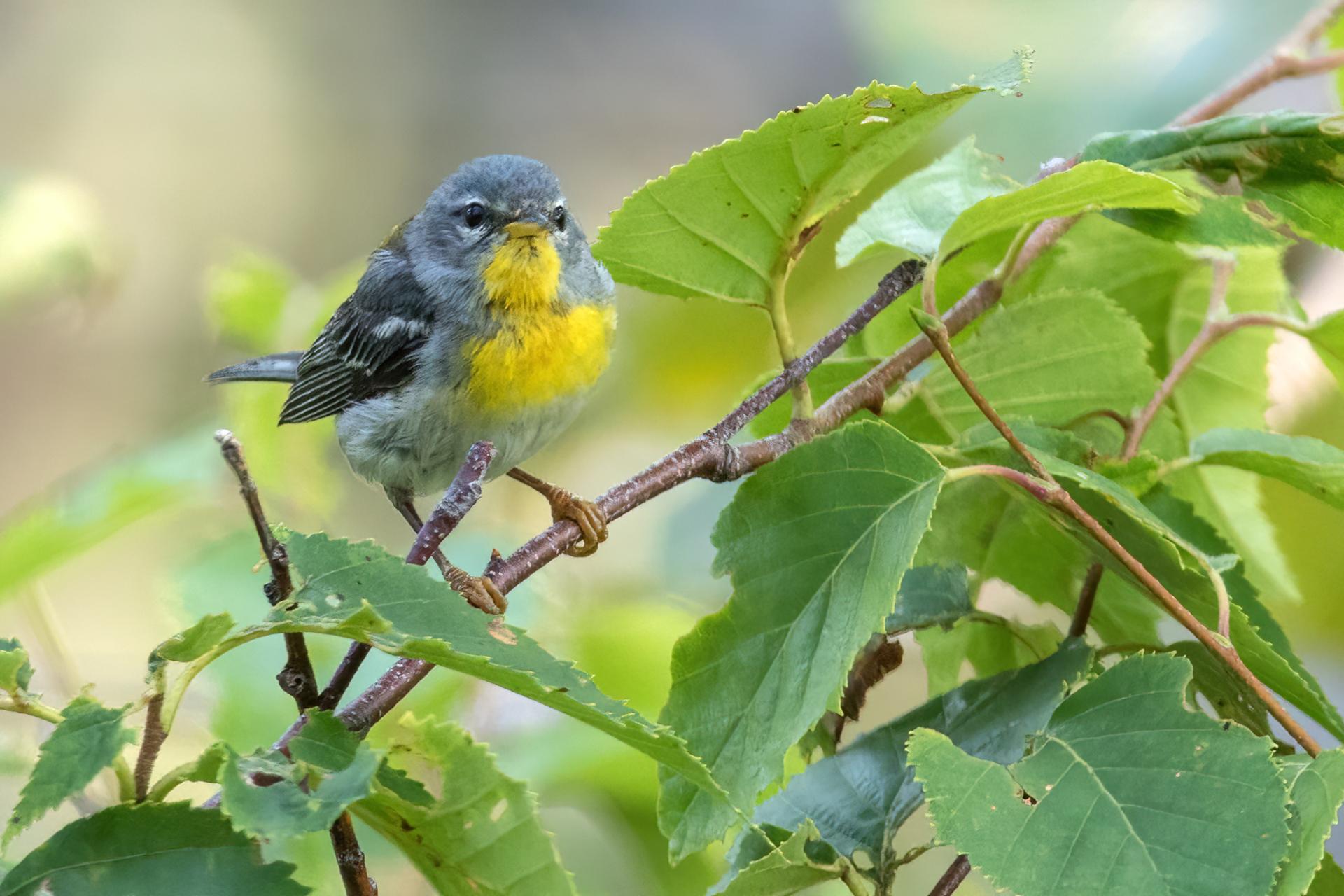 paruline-a-collier-Northern-parula