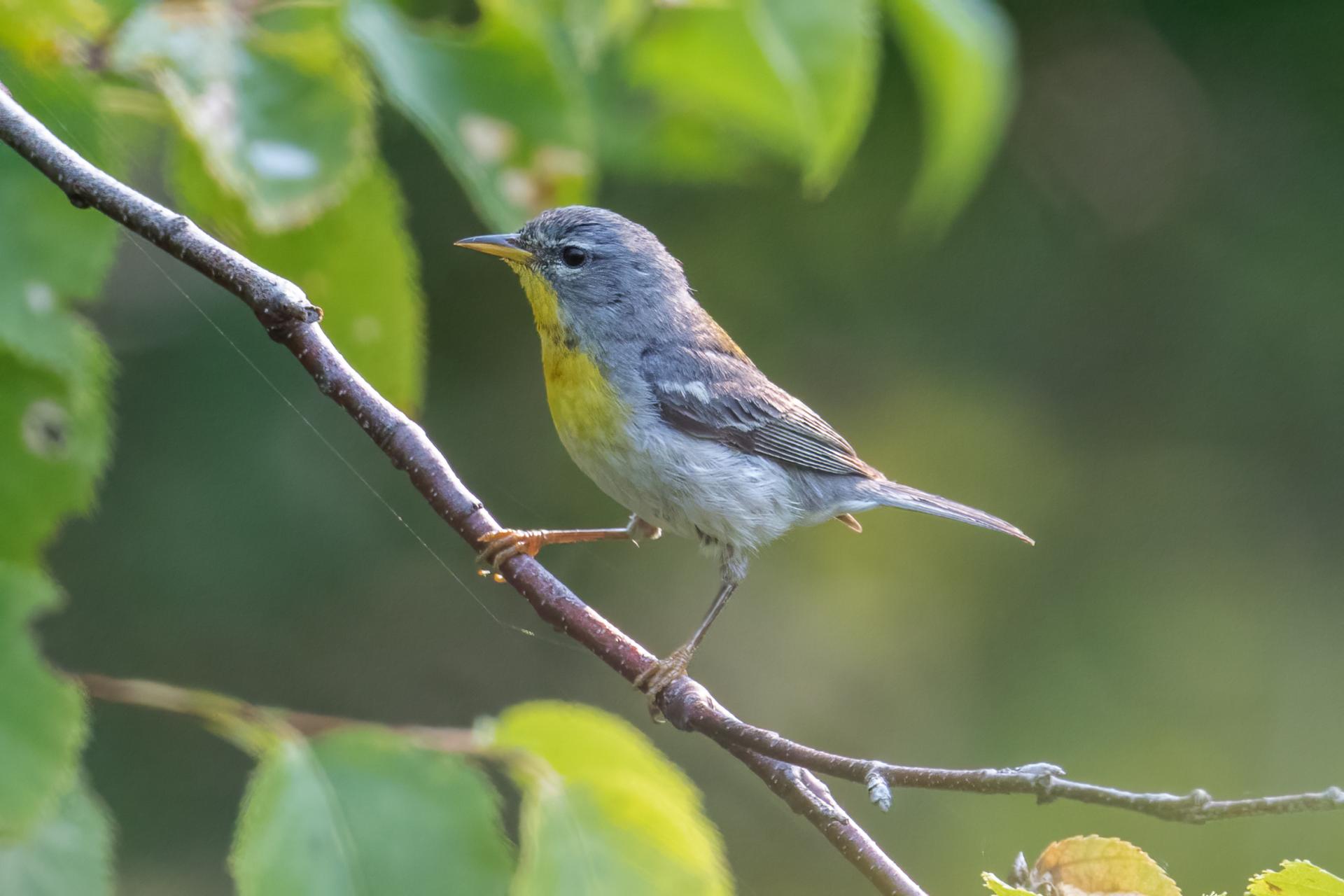 paruline-a-collier-Northern-parula