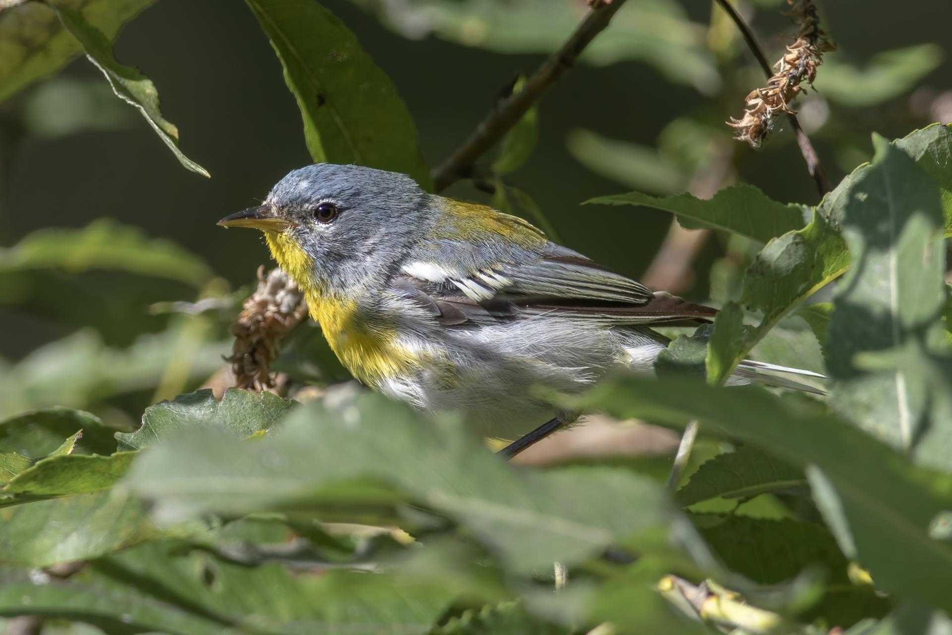 paruline-a-collier-Northern-parula