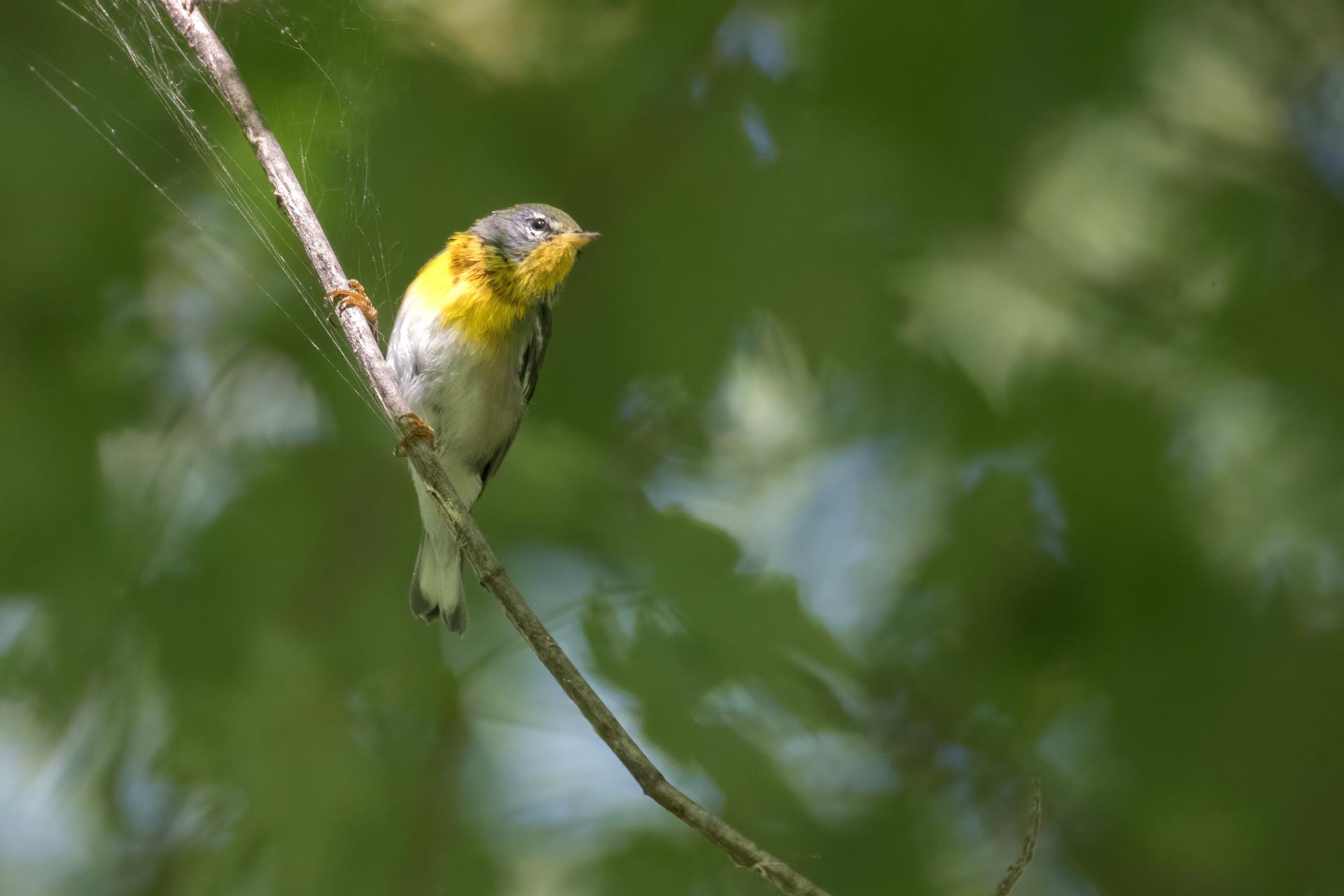 paruline-a-collier-Northern-parula