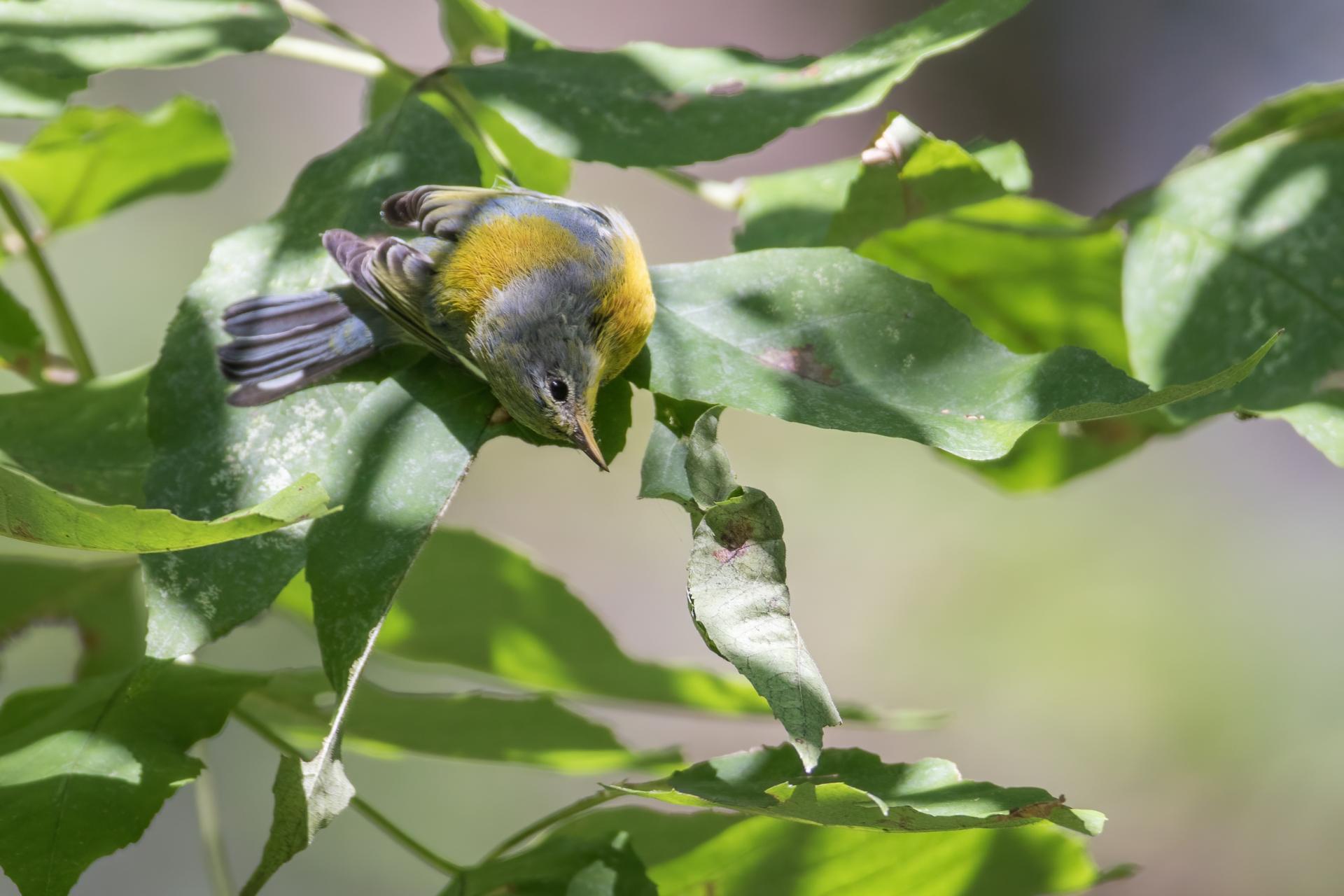 paruline-a-collier-Northern-parula