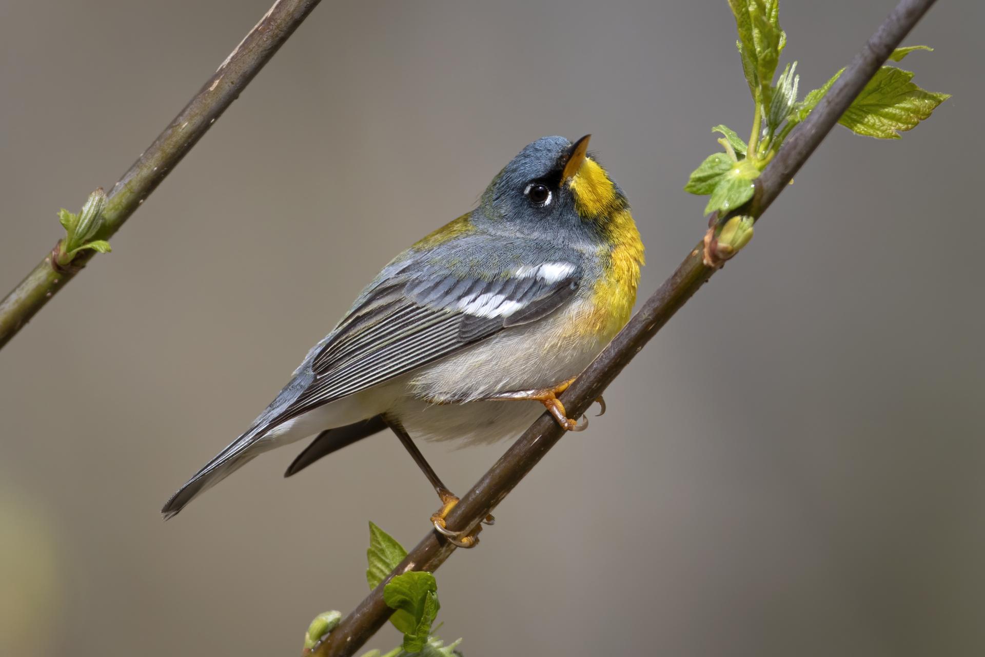 paruline-a-collier-Northern-parula