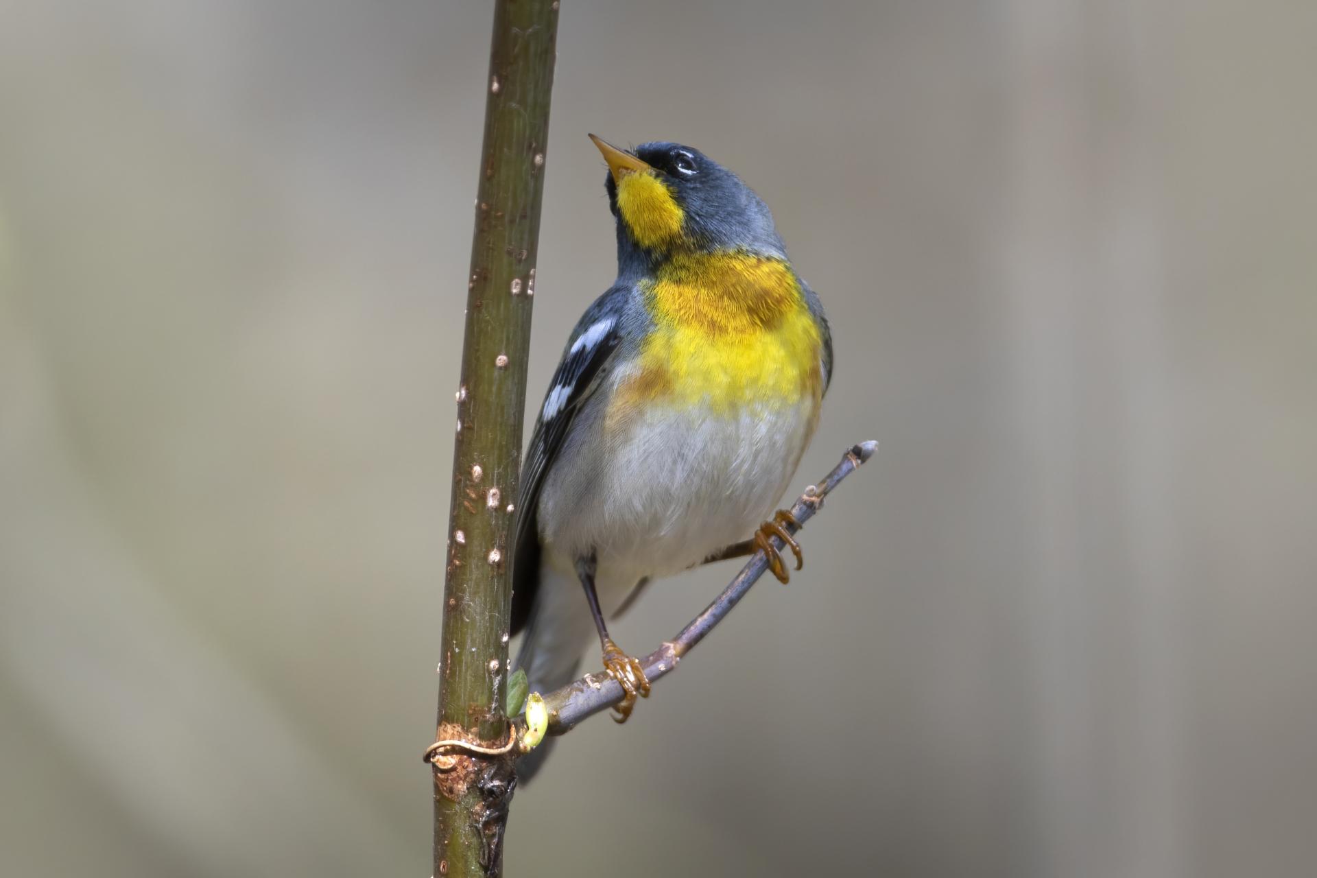 paruline-a-collier-Northern-parula