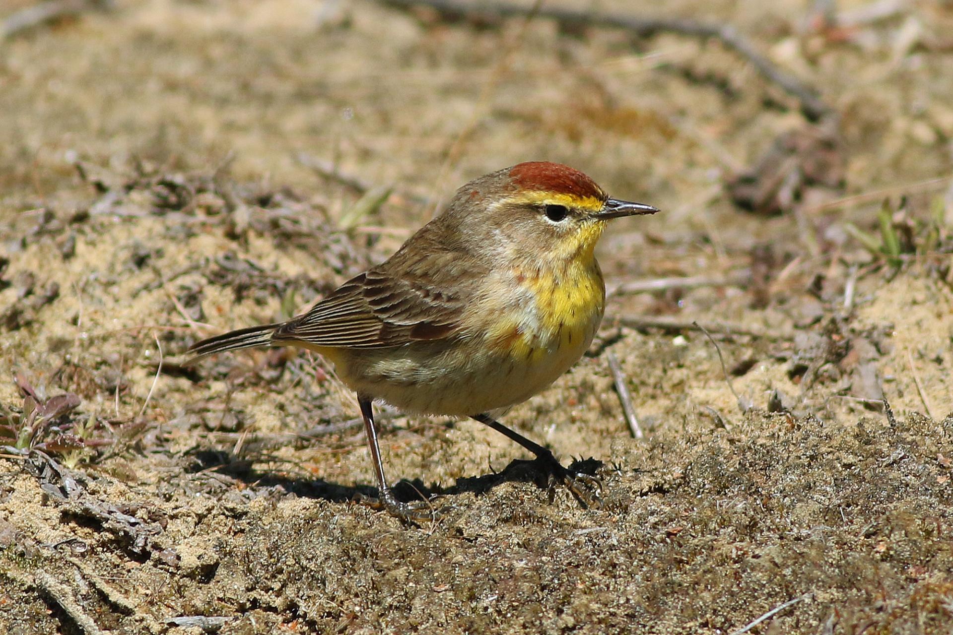 paruline-a-couronne-rousse-palm-warbler