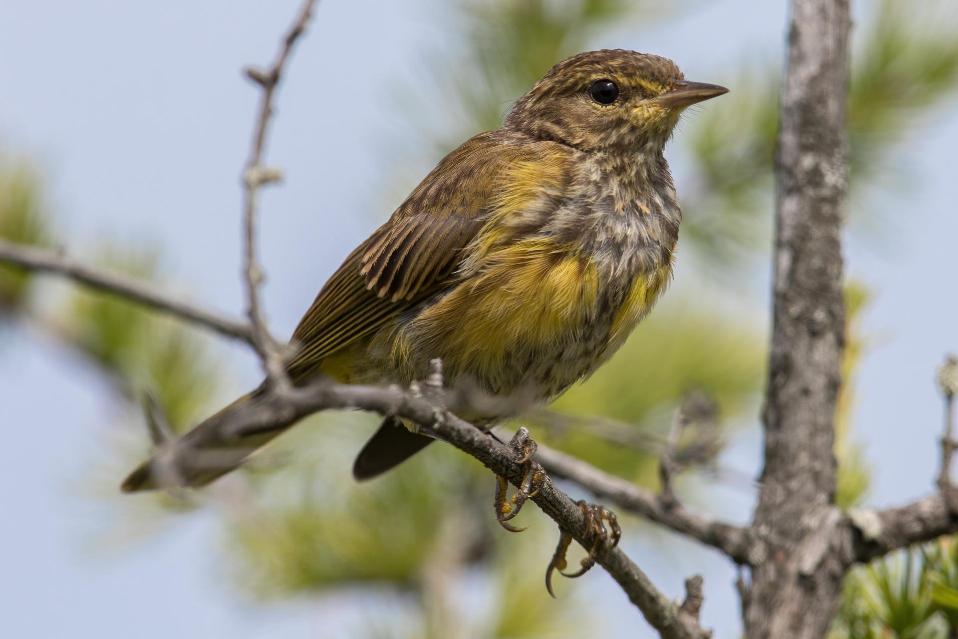 paruline-a-couronne-rousse-palm-warbler