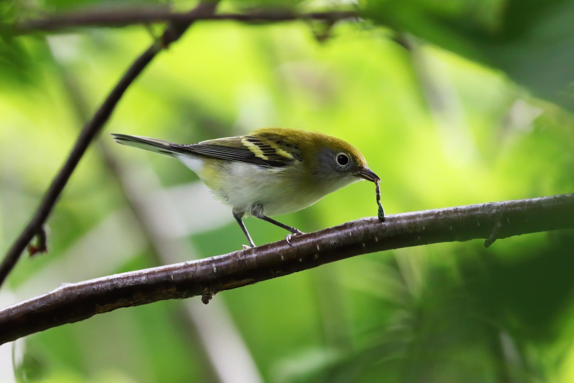 paruline-a-flancs-marron-chestnut-sided-warbler