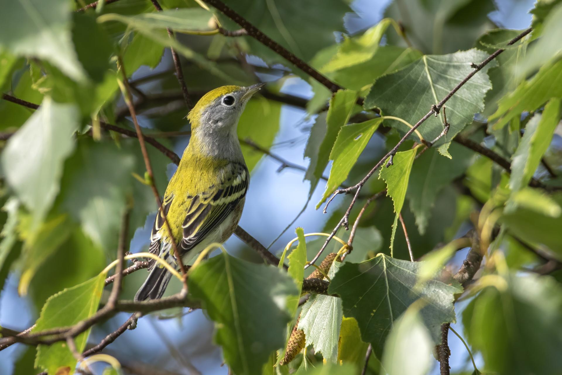 paruline-a-flancs-marron-chestnut-sided-warbler