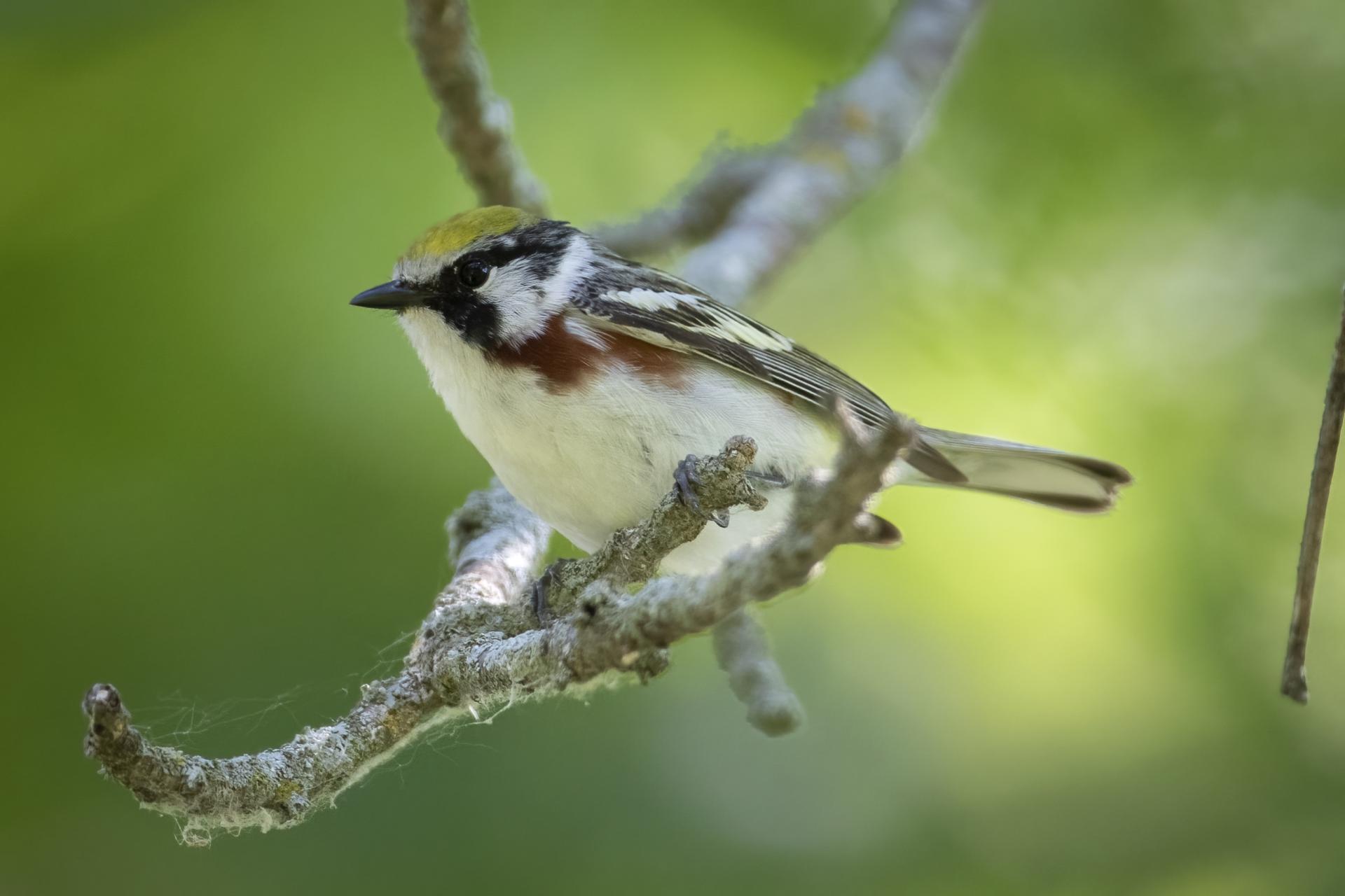 paruline-a-flancs-marron-chestnut-sided-warbler