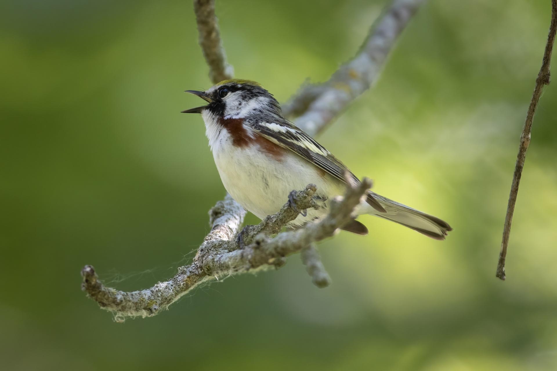 paruline-a-flancs-marron-chestnut-sided-warbler