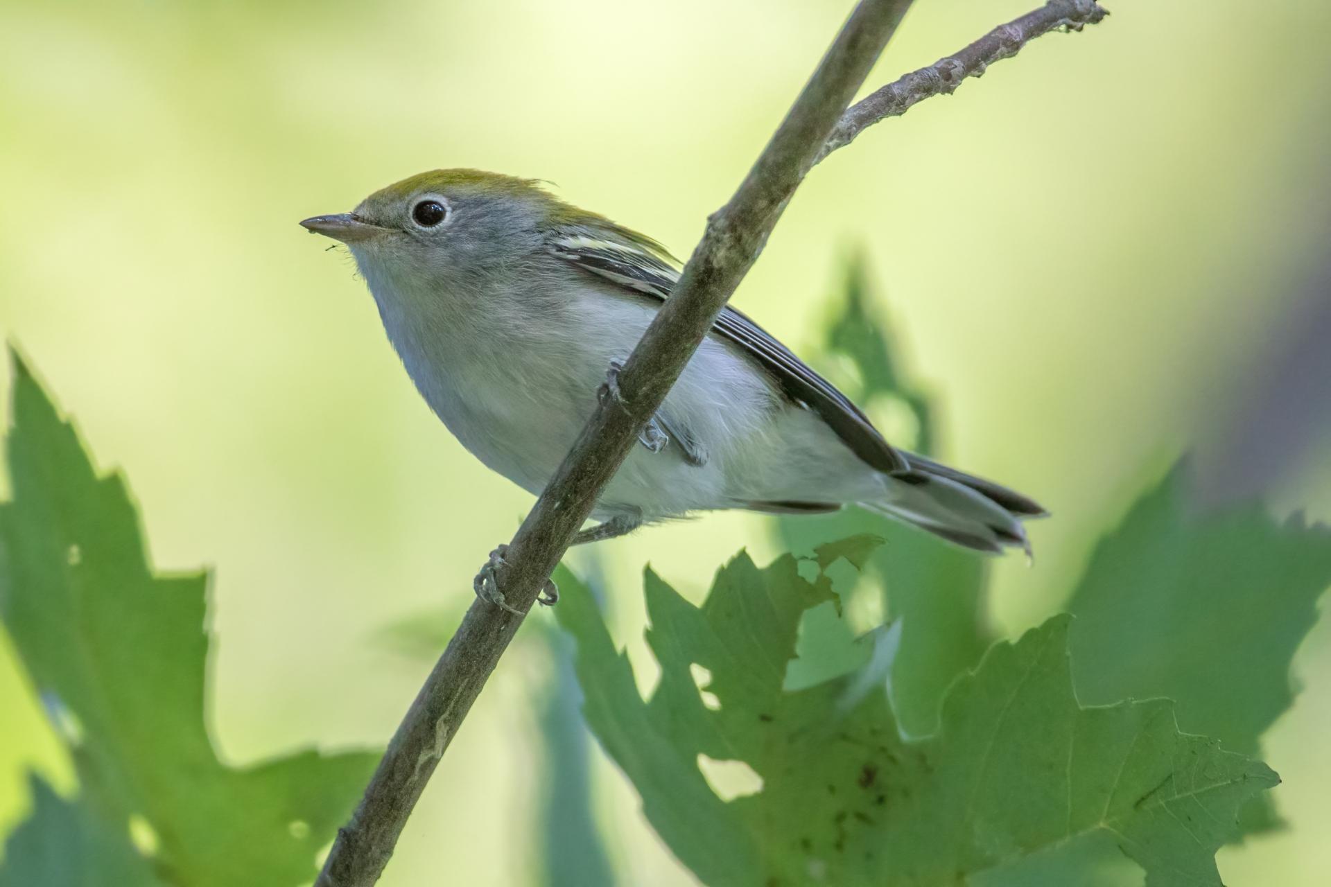paruline-a-flancs-marron-chestnut-sided-warbler