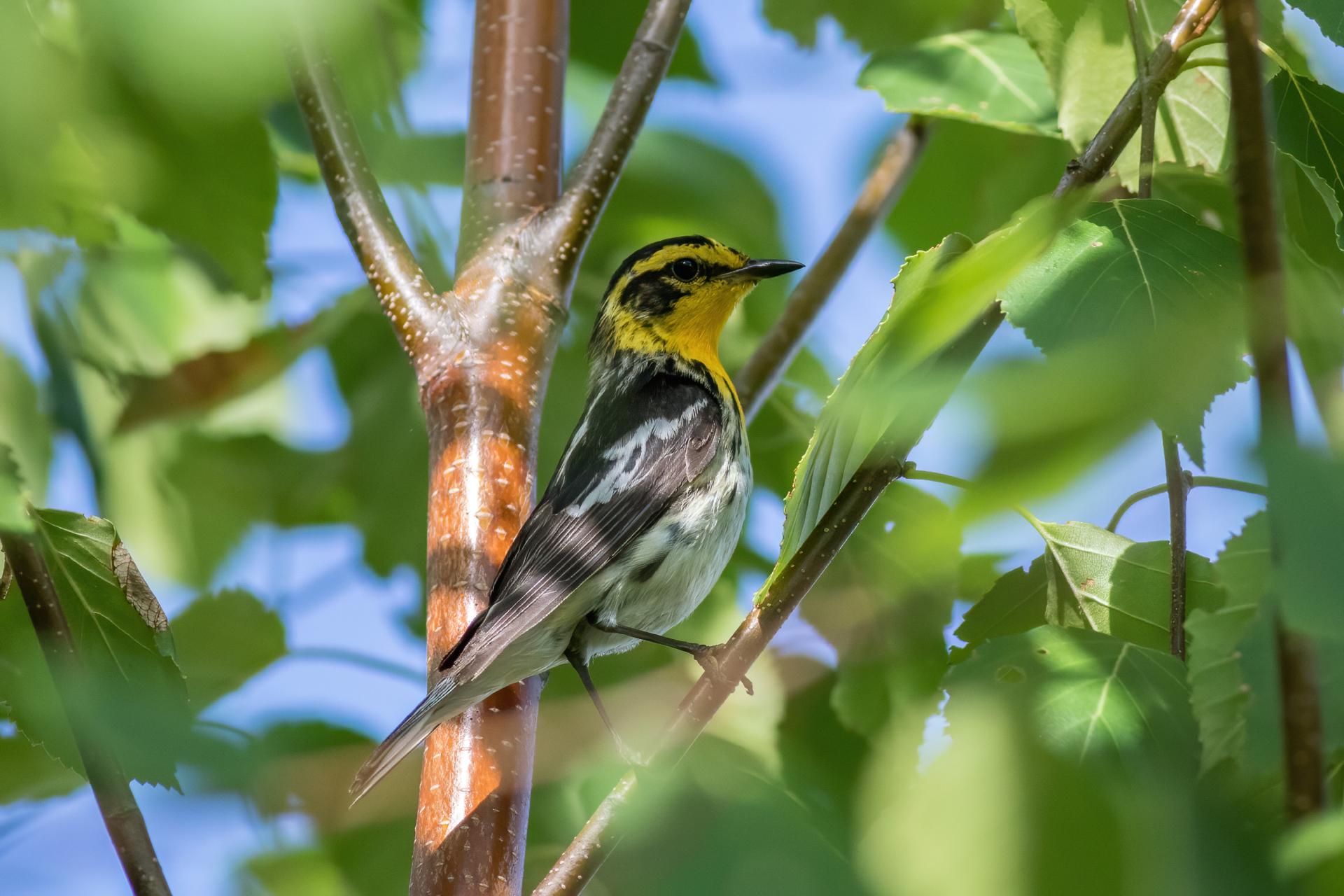 paruline-a-gorge-orangee-blackburnian-warbler