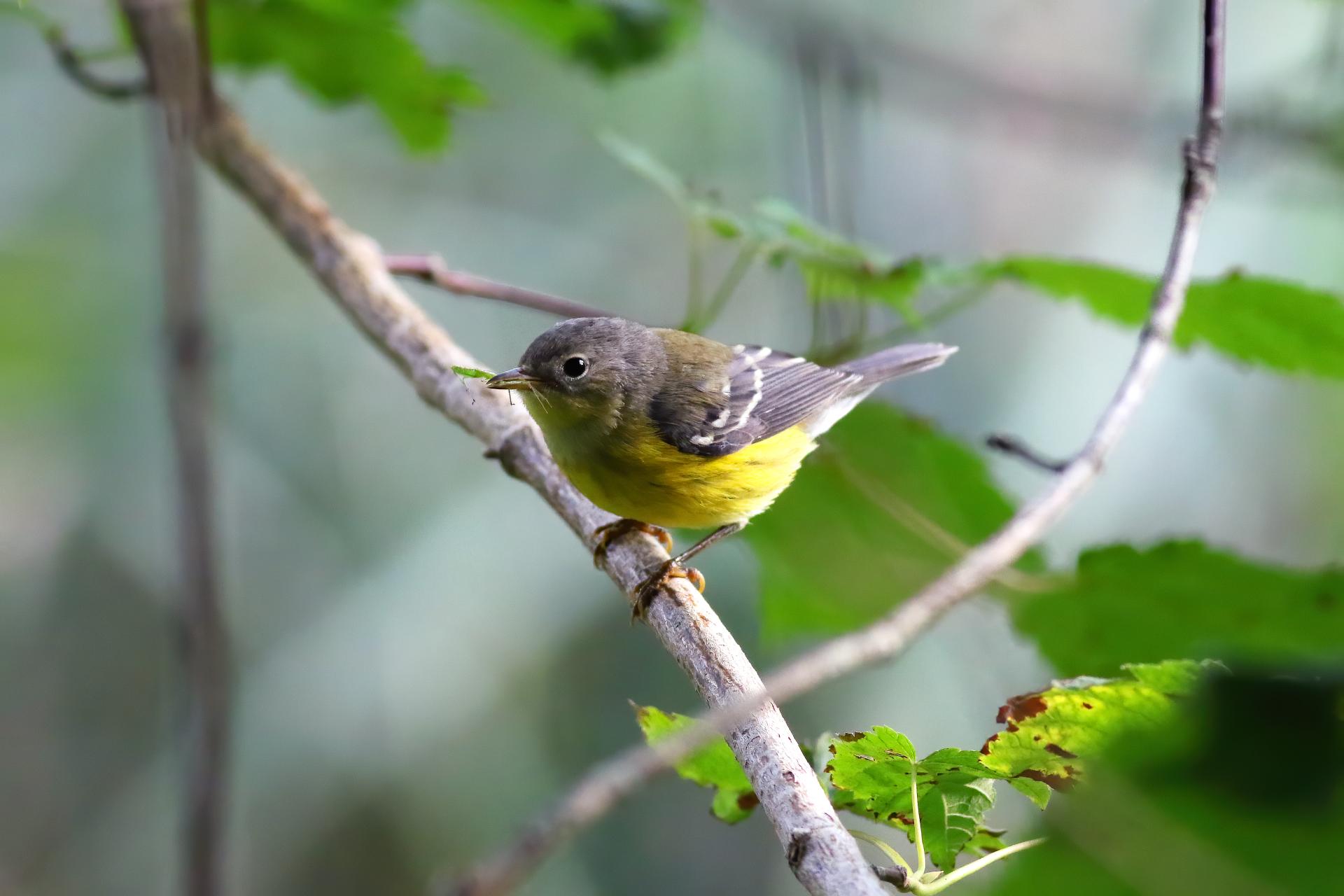 paruline-a-tete-cendree-magnolia-warbler
