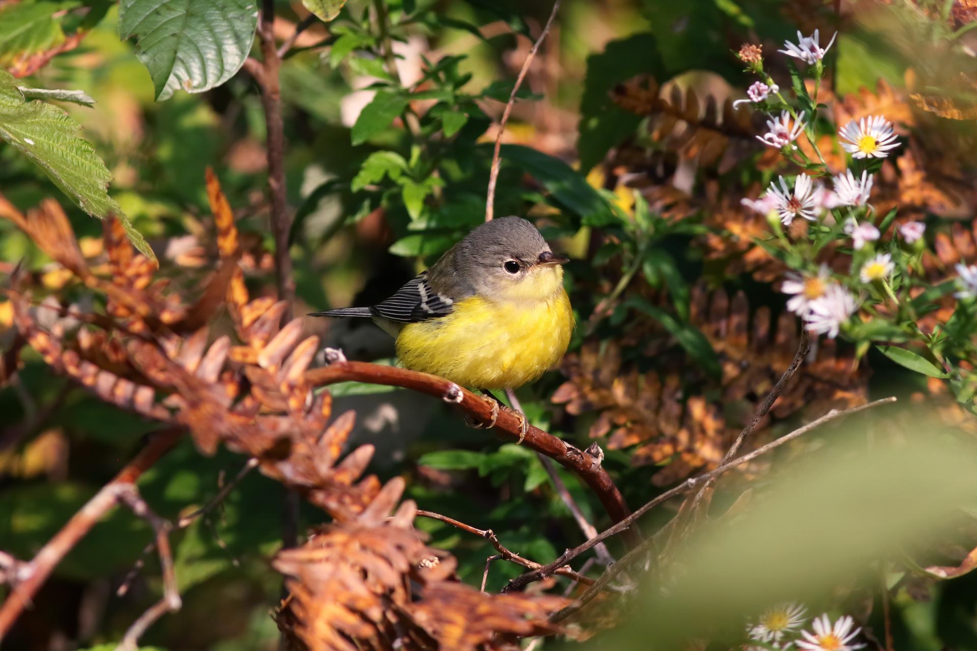 paruline-a-tete-cendree-magnolia-warbler