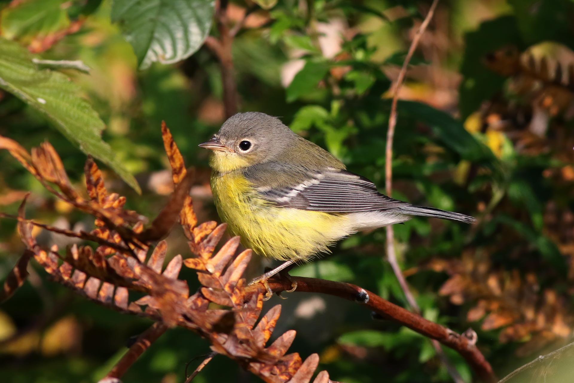 paruline-a-tete-cendree-magnolia-warbler