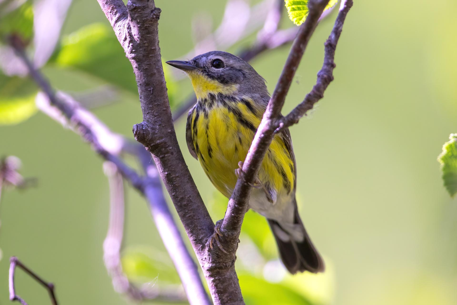 paruline-a-tete-cendree-magnolia-warbler