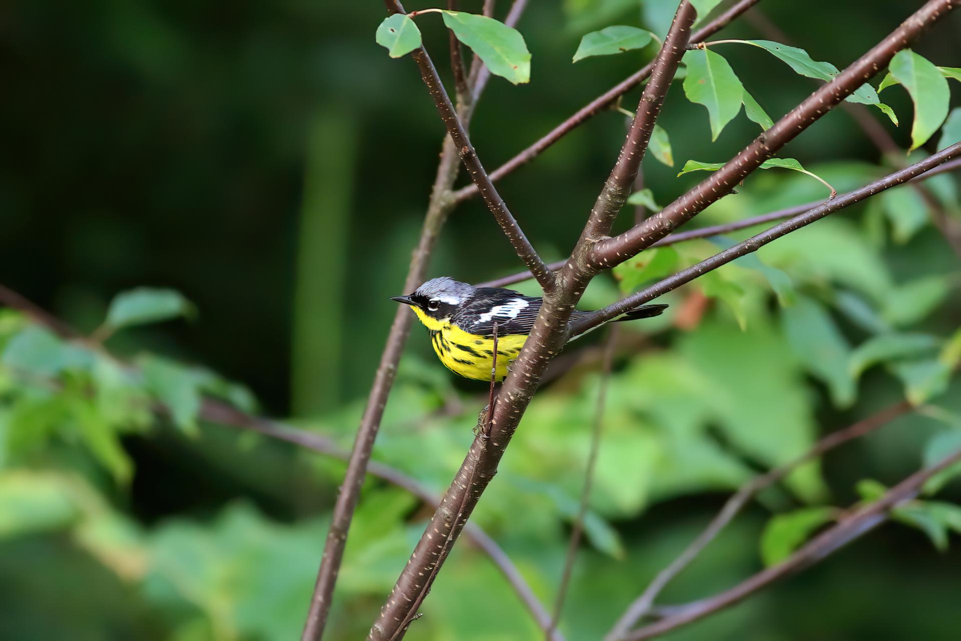 paruline-a-tete-cendree-magnolia-warbler