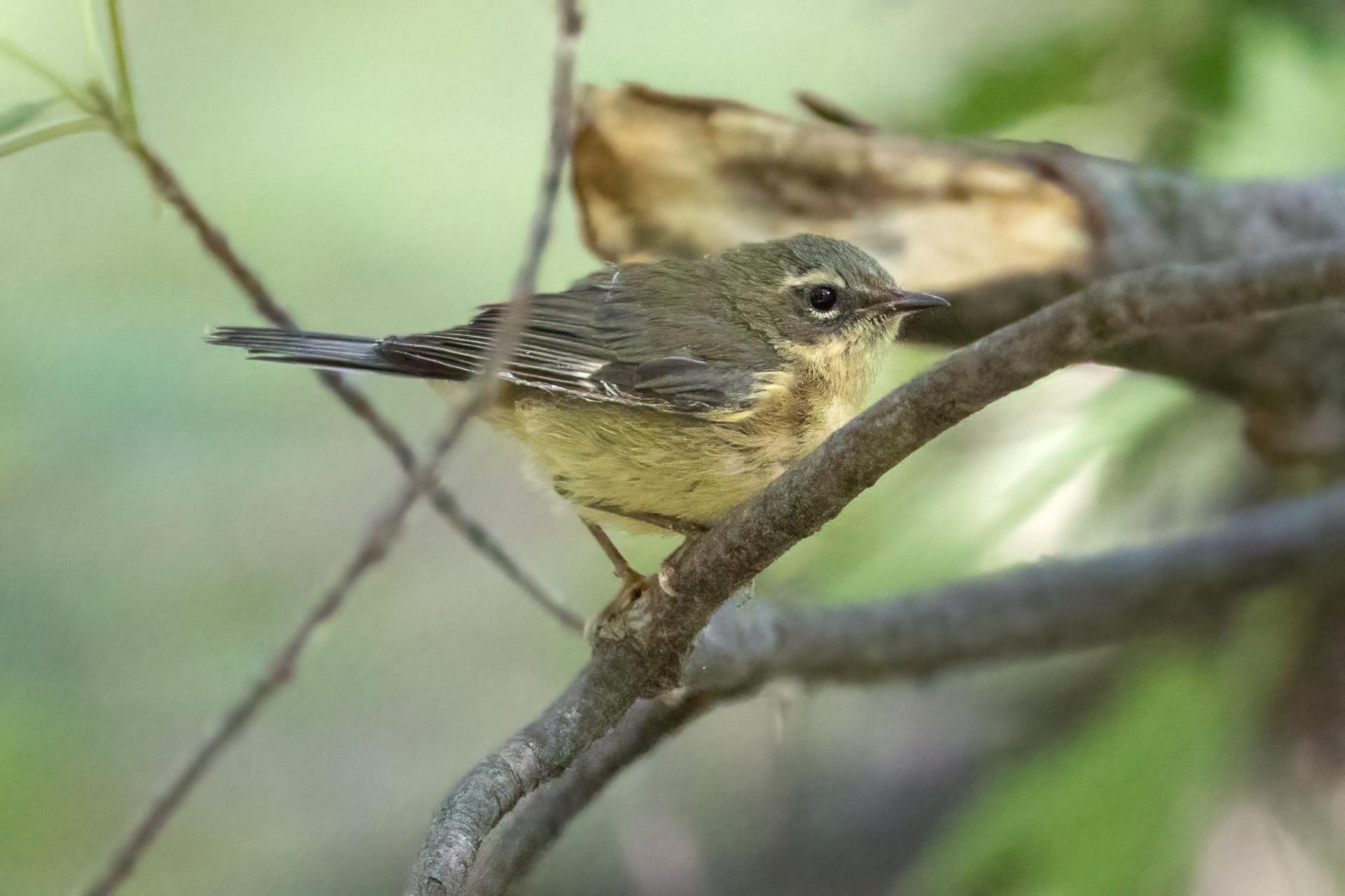 paruline-bleue-black-throated-blue-warbler