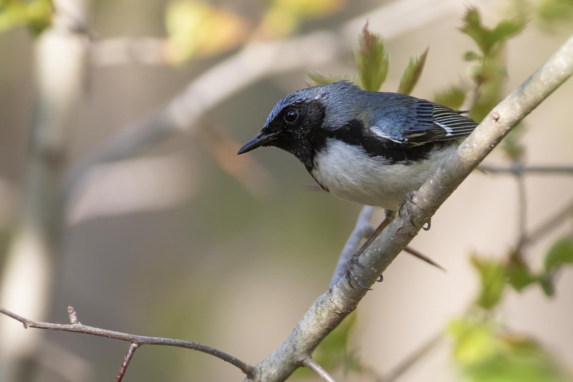 paruline-bleue-black-throated-blue-warbler