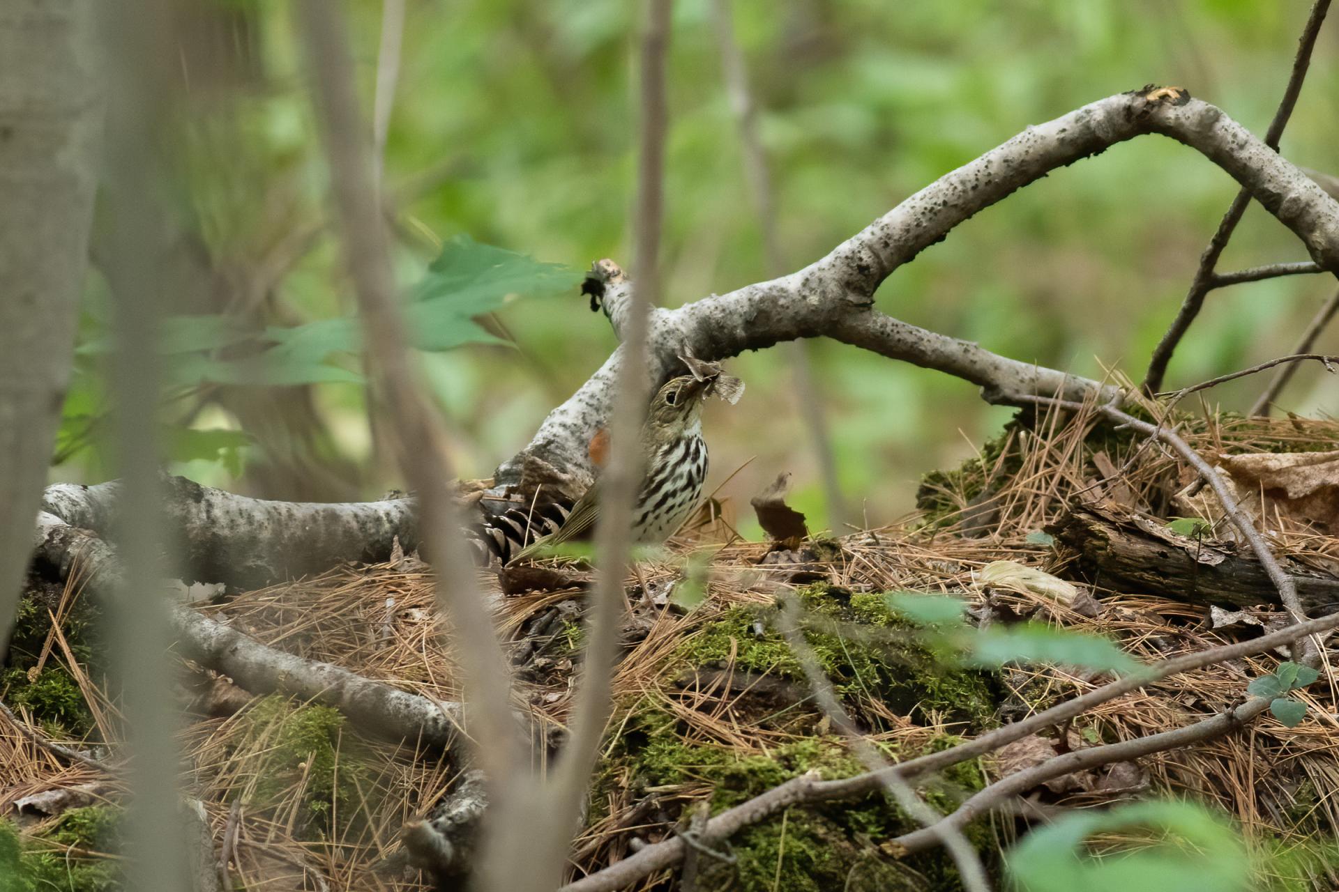 paruline-couronnee-ovenbird