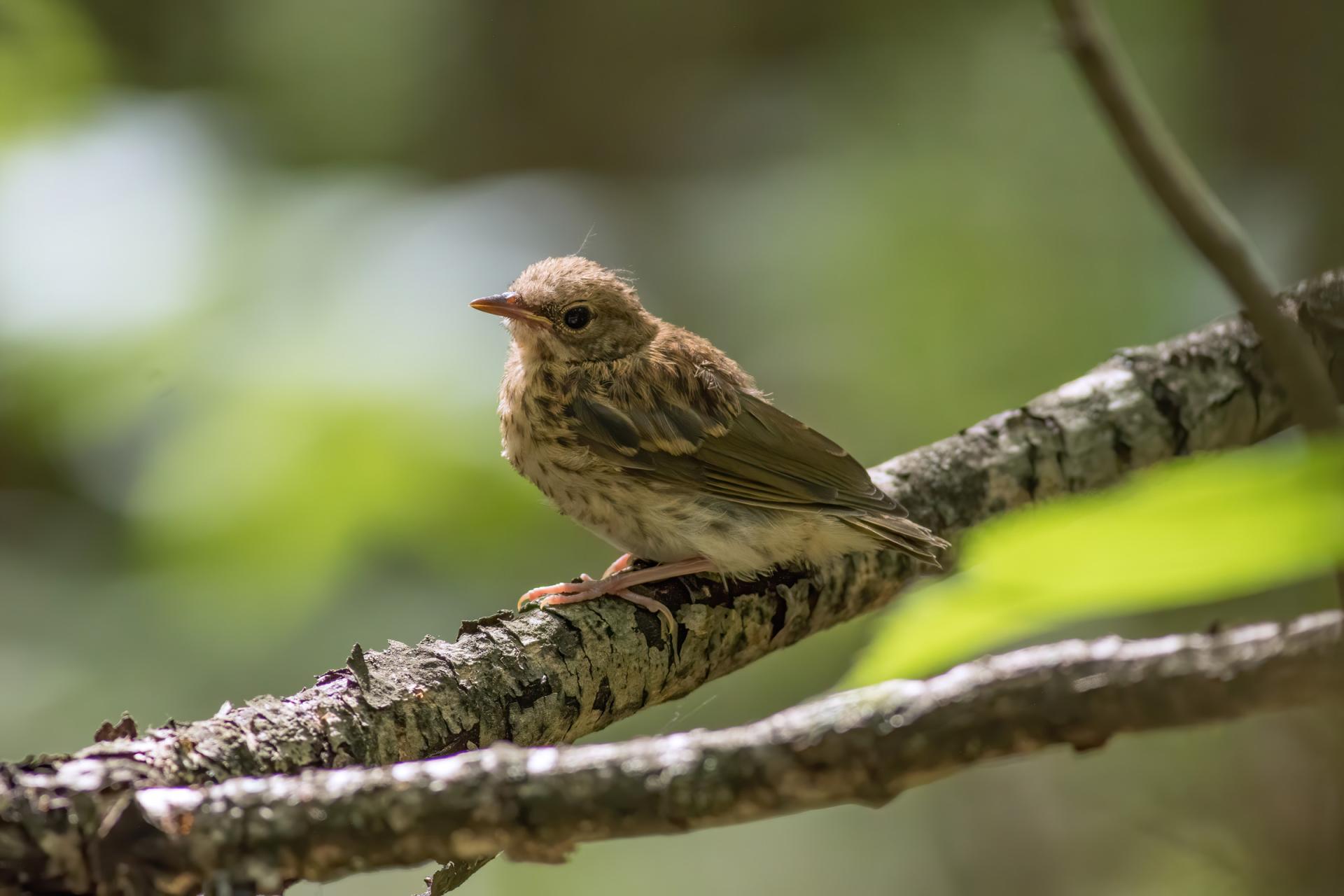 paruline-couronnee-ovenbird
