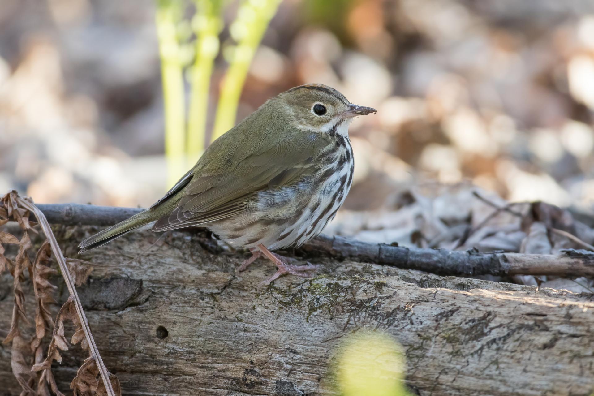 paruline-couronnee-ovenbird